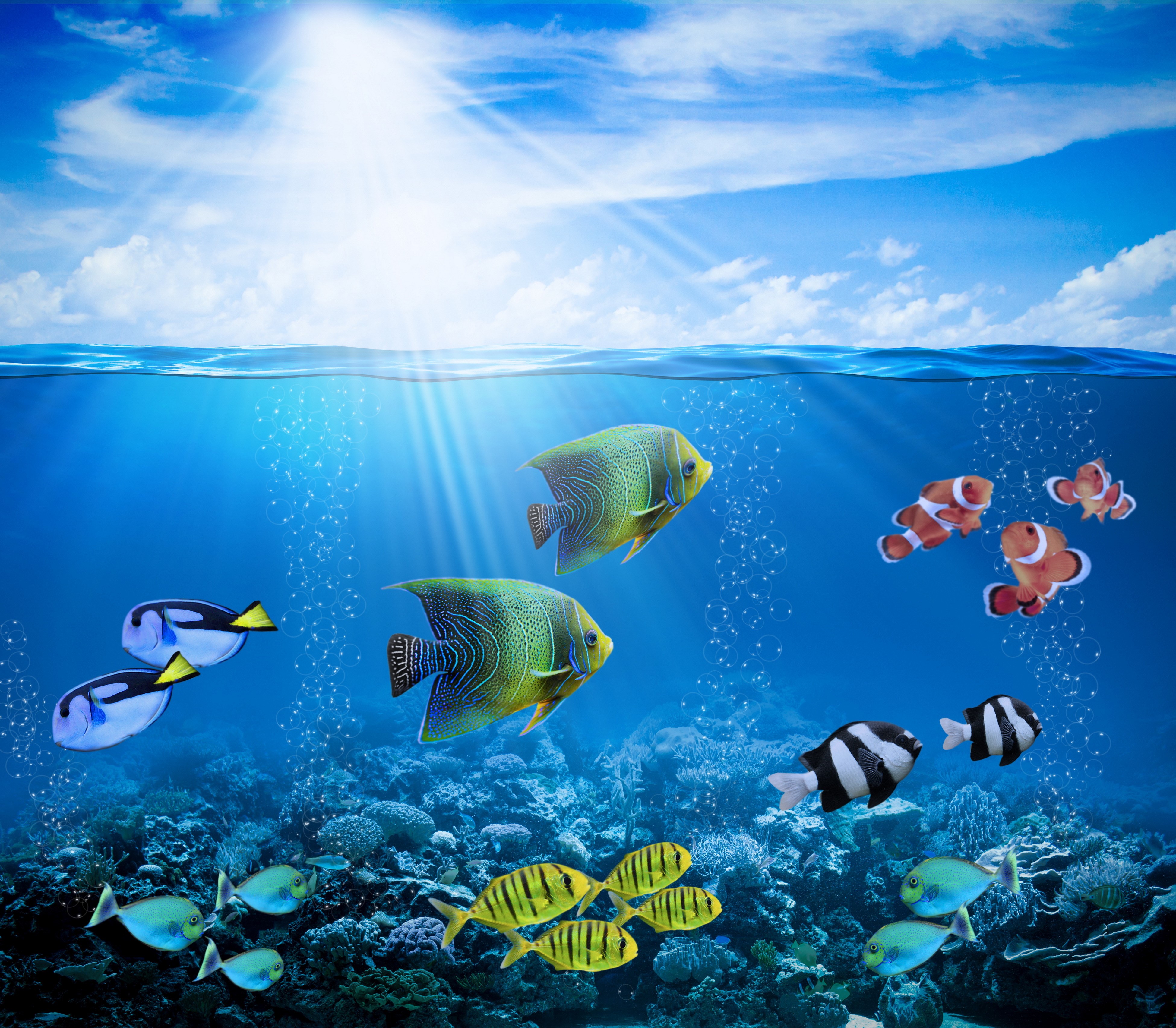 4K Underwater World with Fish and Sun Rays HD Wallpaper