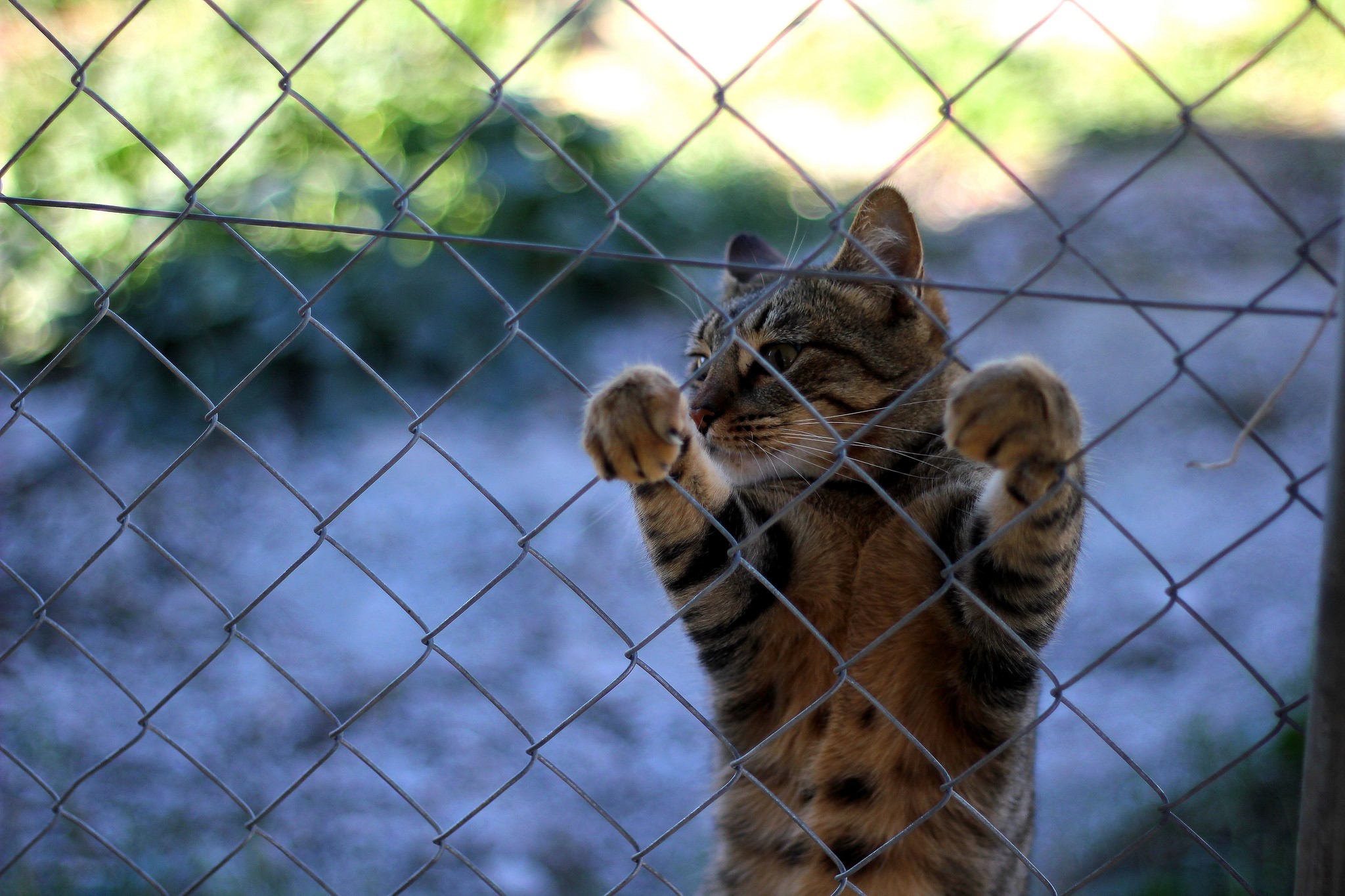 Tabby cat with paws on a chain-link fence HD Wallpaper