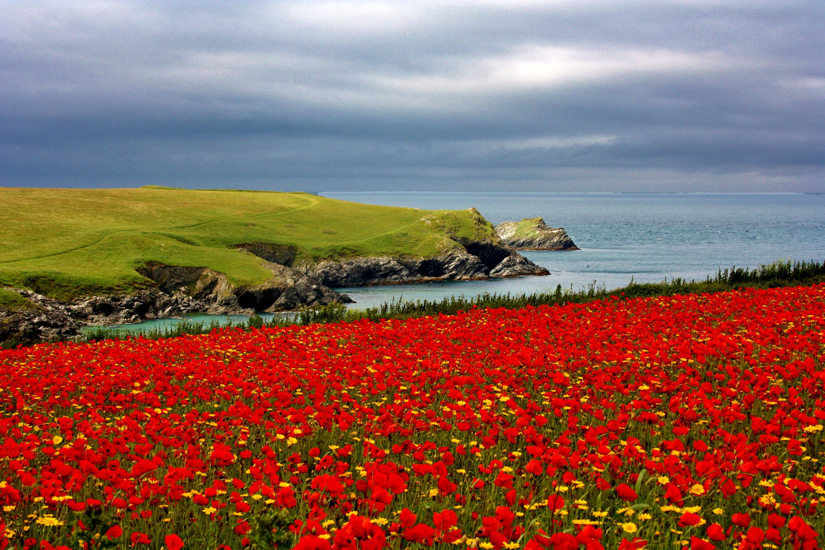 Field of red poppies and camomiles by the sea HD Wallpaper