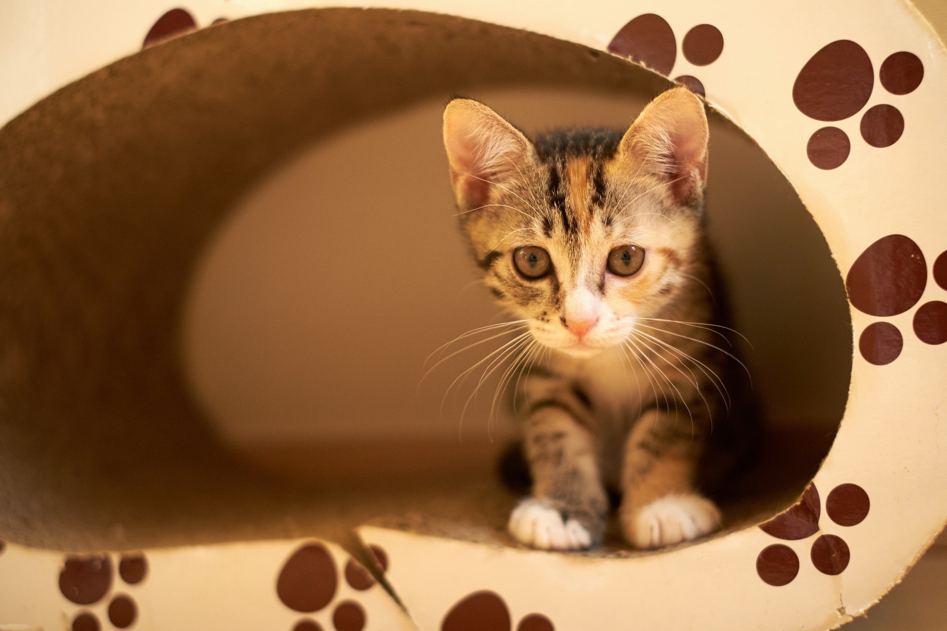 A calico kitten peeking out of a cardboard cat house HD Wallpaper