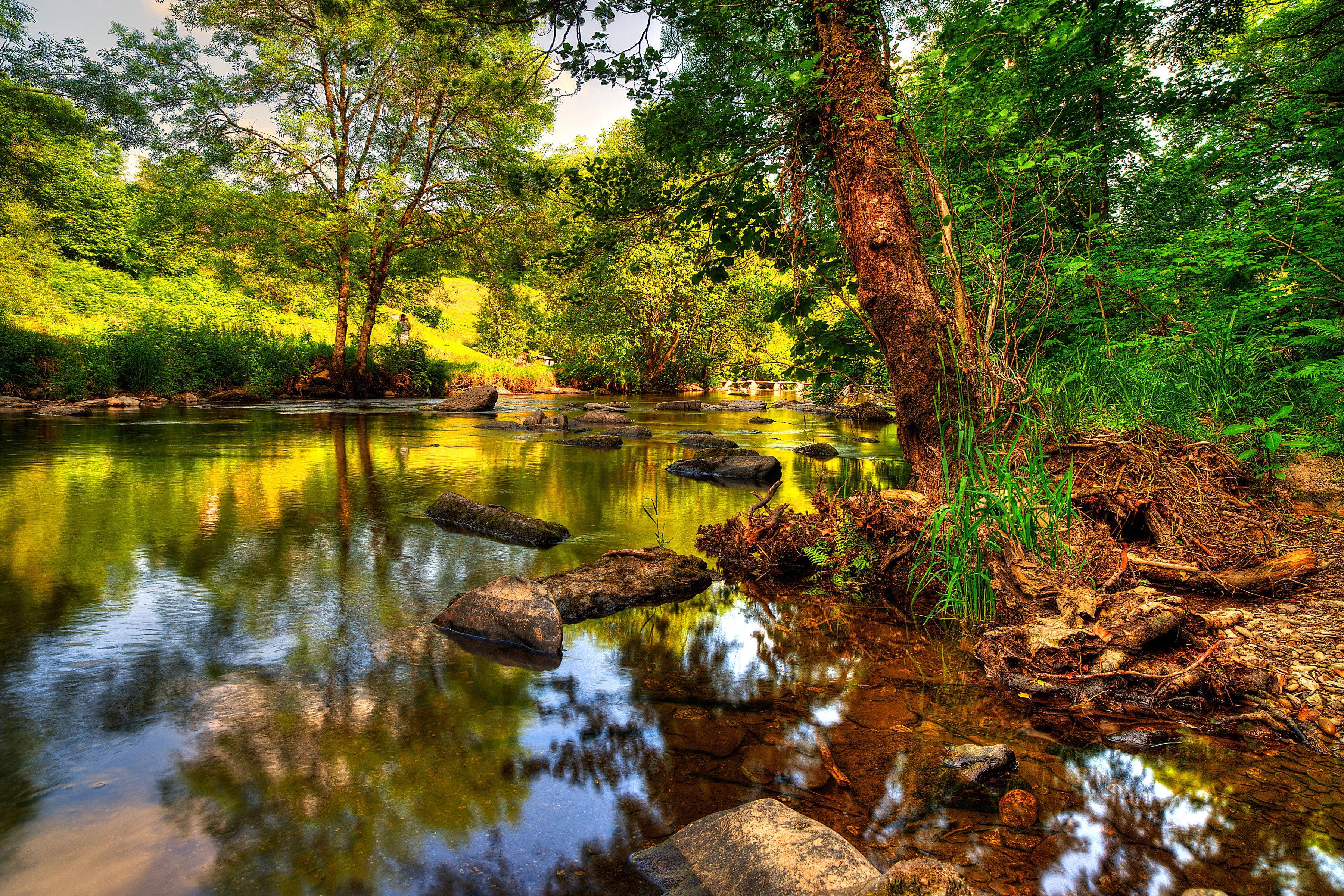 River flowing through a forest with rocks and trees HD Wallpaper