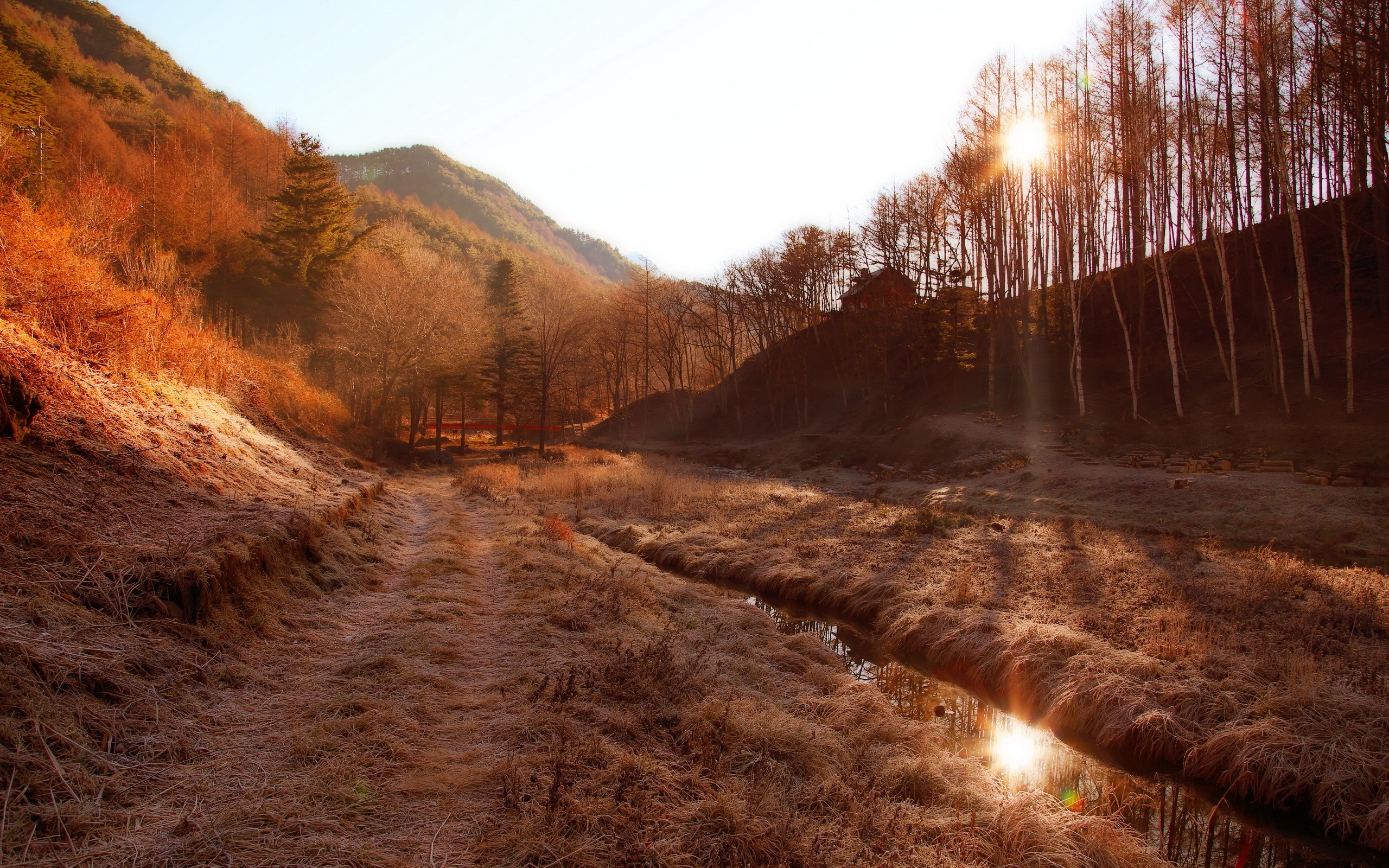 Sunlight shining through trees on a frosty mountain path HD Wallpaper