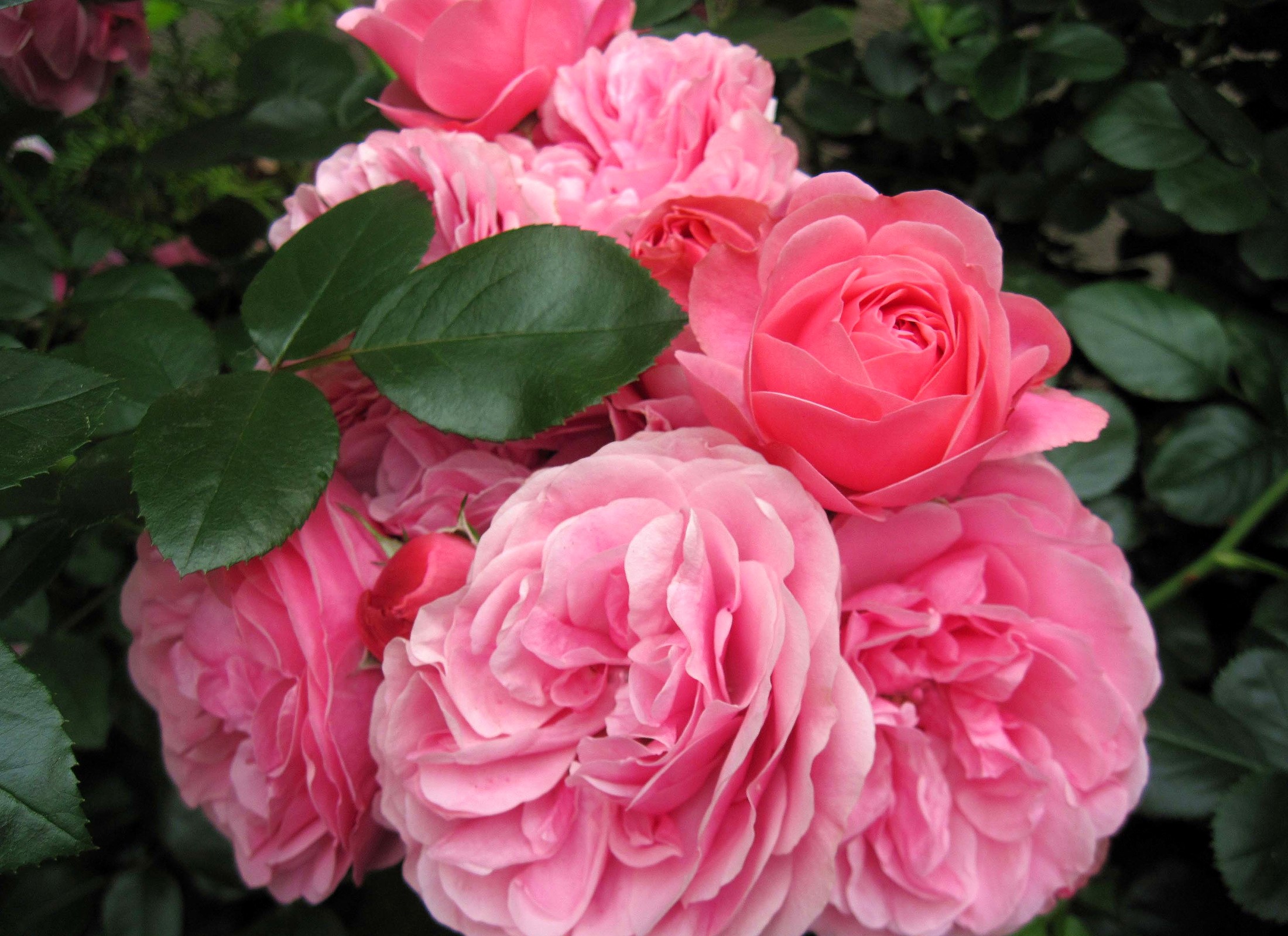 Pink Roses in Bloom HD Wallpaper
