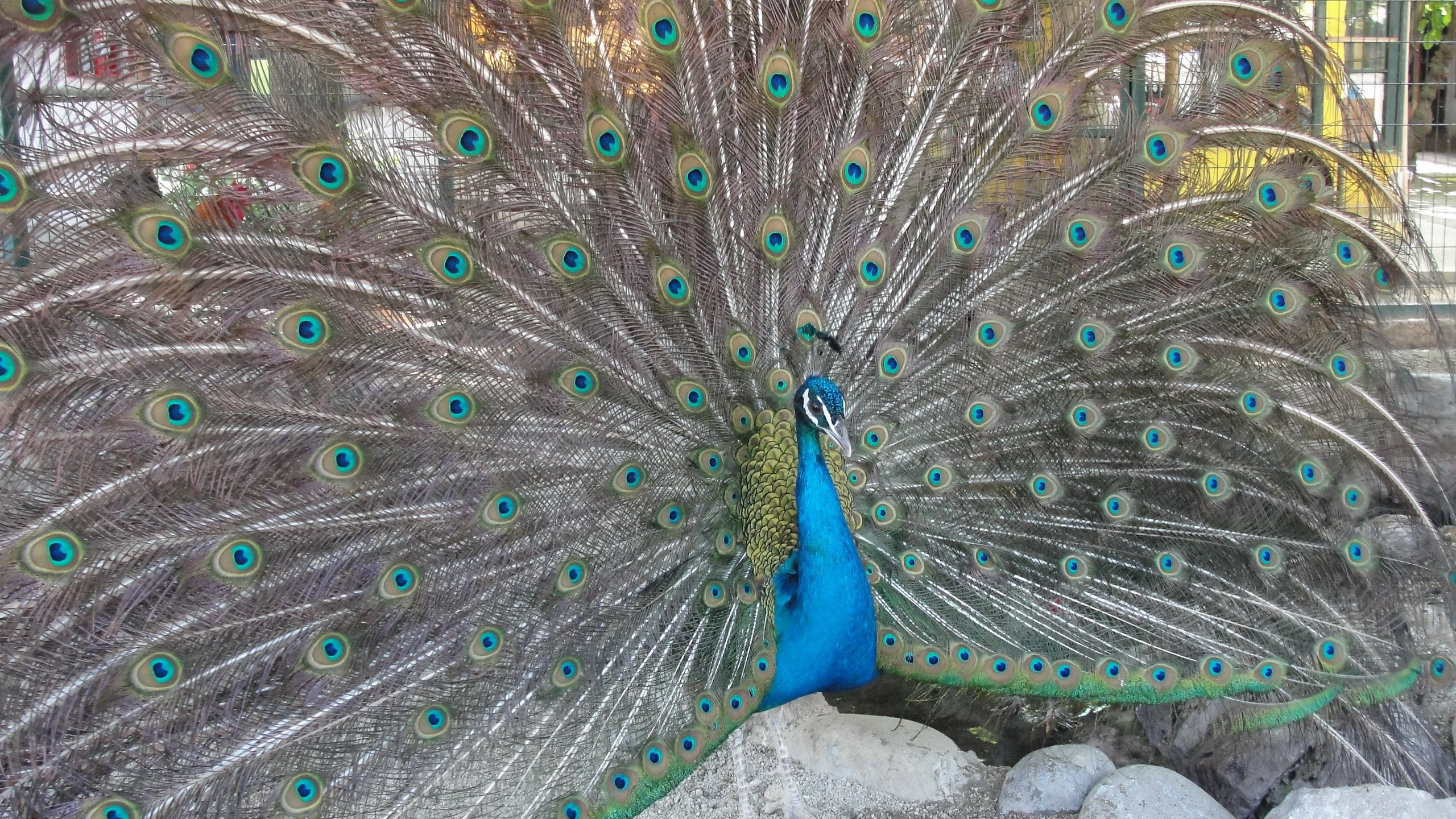 Peacock displaying its colorful feathers HD Wallpaper