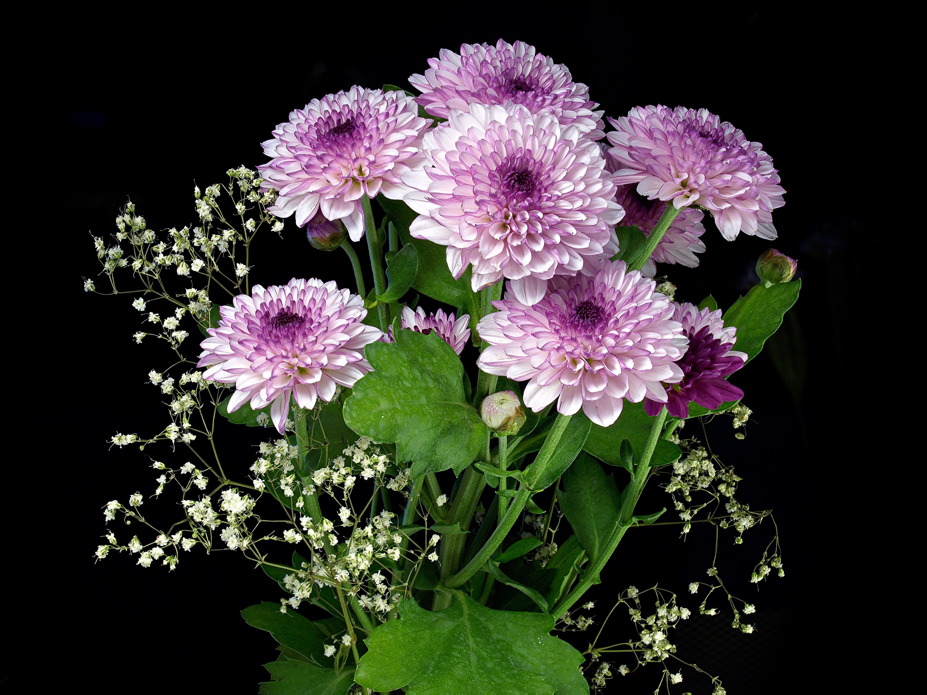 Bouquet of pink and purple chrysanthemums with baby's breath HD Wallpaper