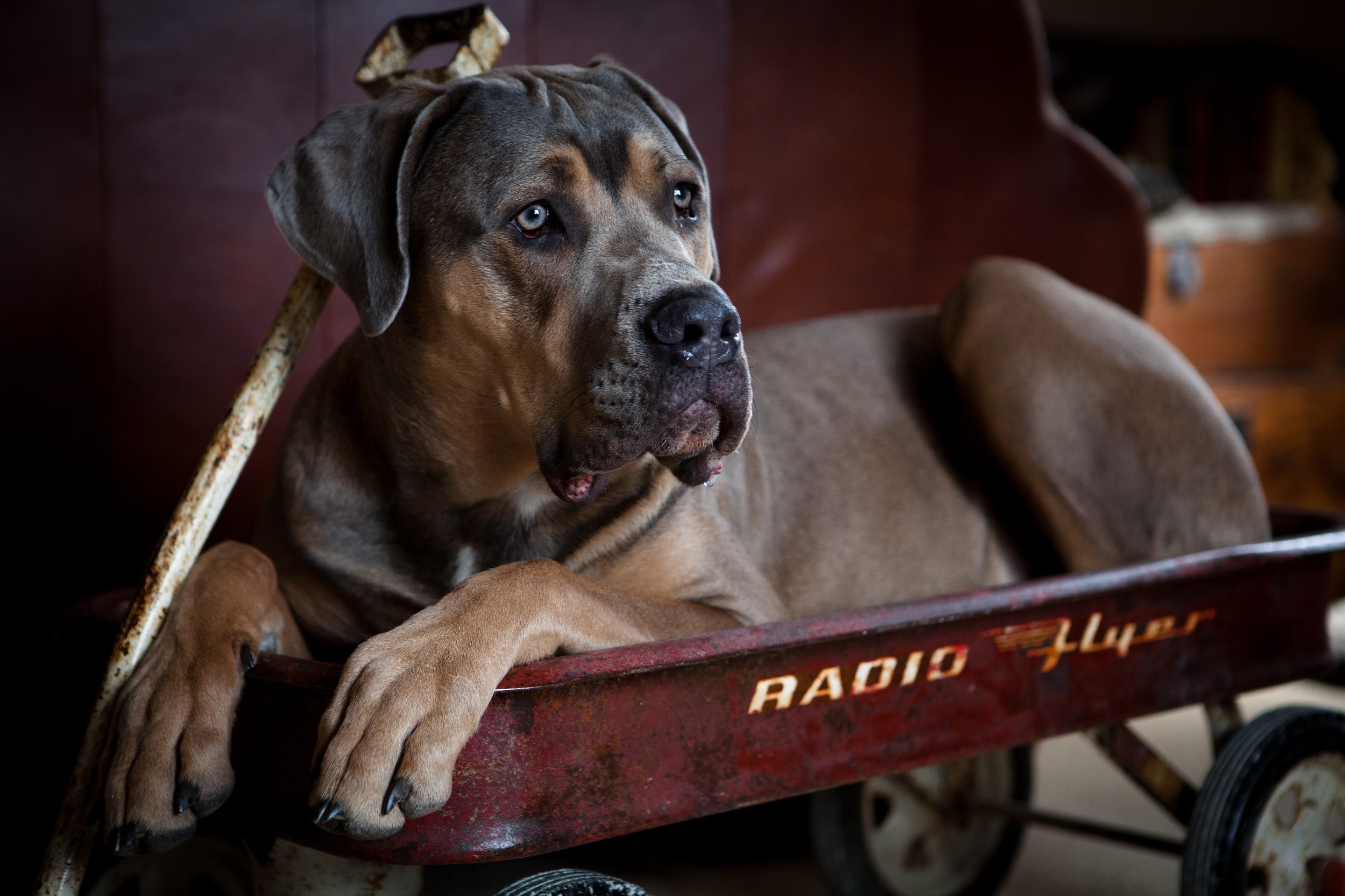 Cane Corso dog lying in a Radio Flyer wagon HD Wallpaper