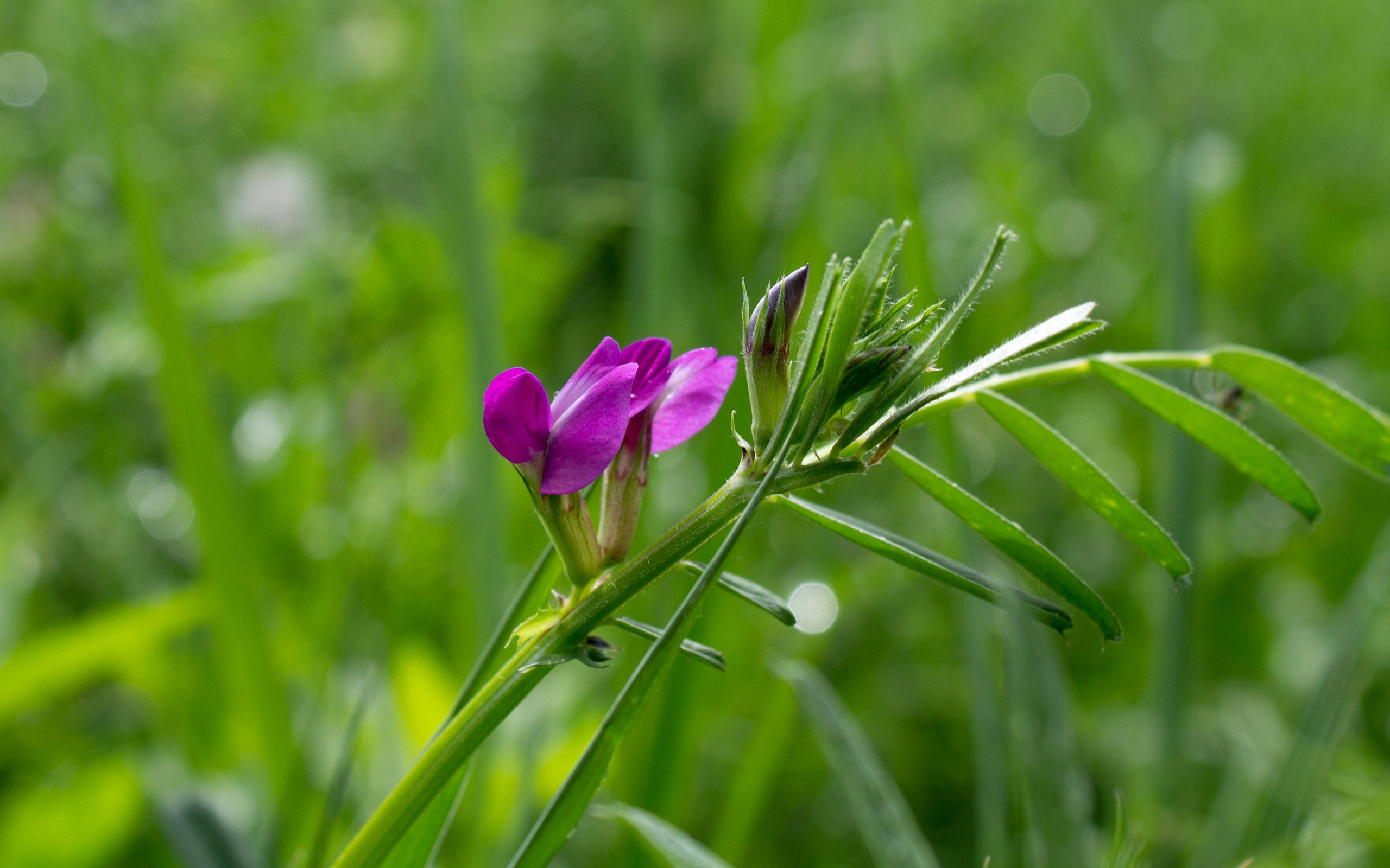 Purple flower with green grass HD Wallpaper