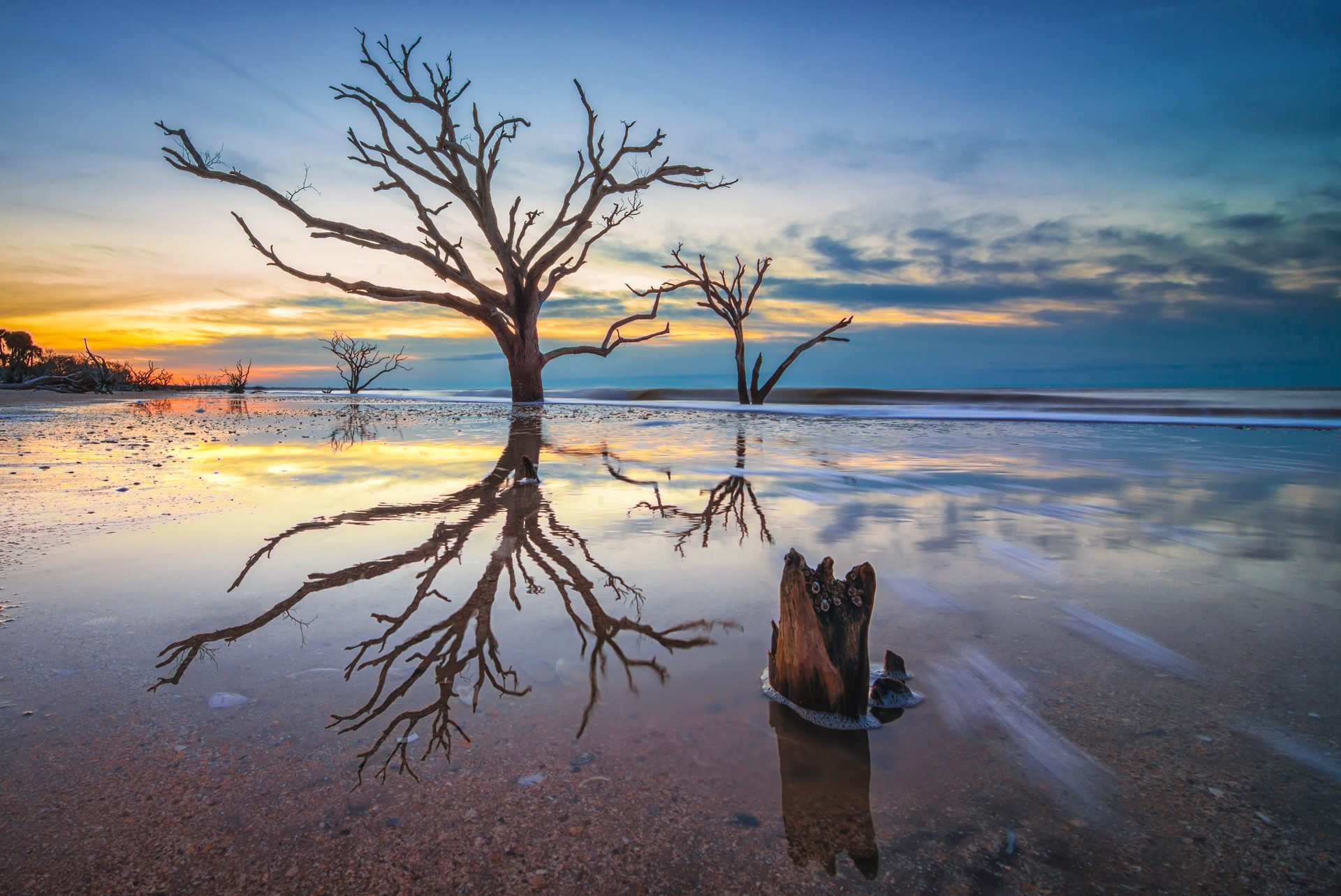 Dead trees reflected in water at sunset HD Wallpaper