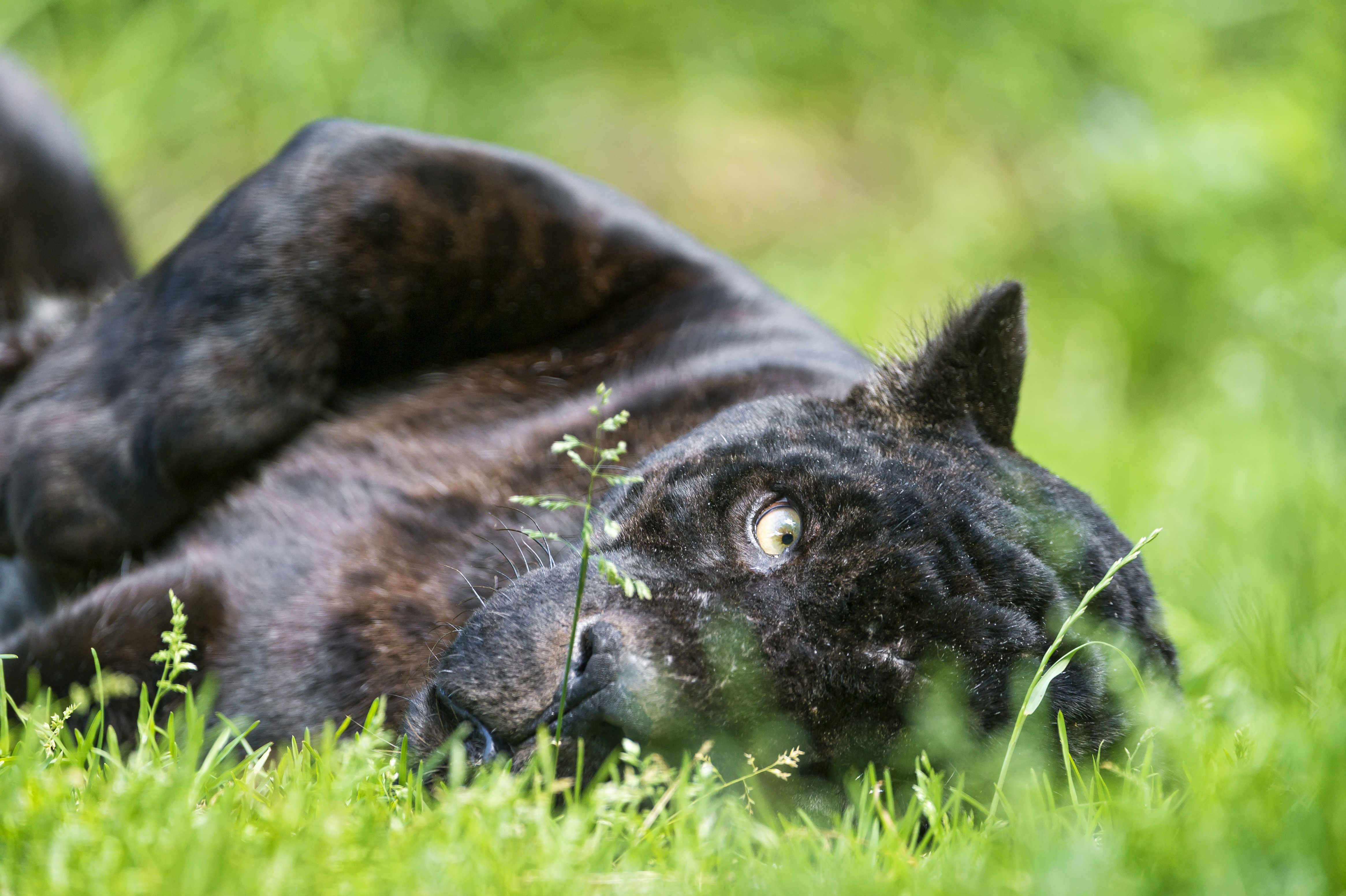 Black Panther lying in green grass HD Wallpaper