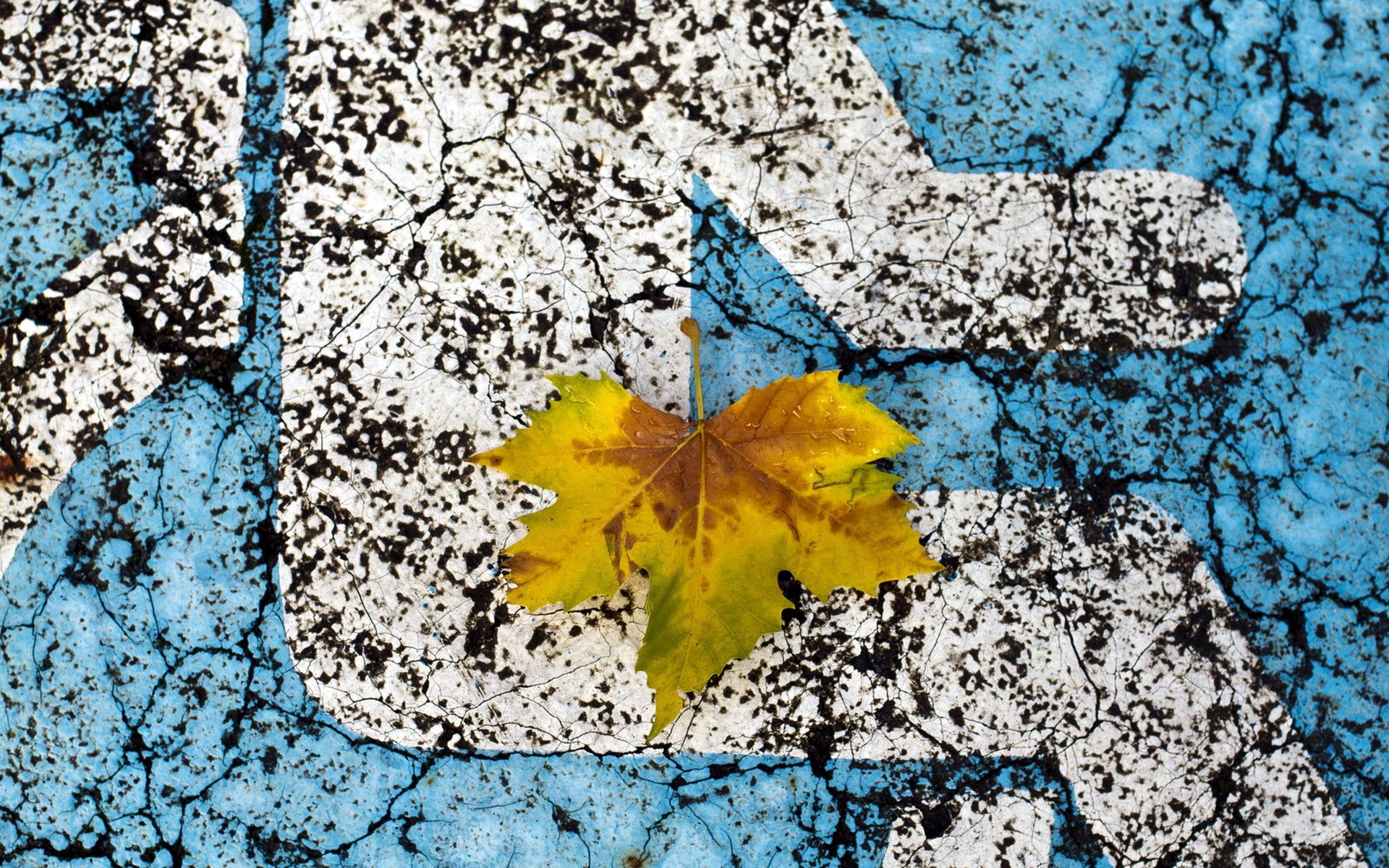Autumn leaf on cracked blue and white surface HD Wallpaper