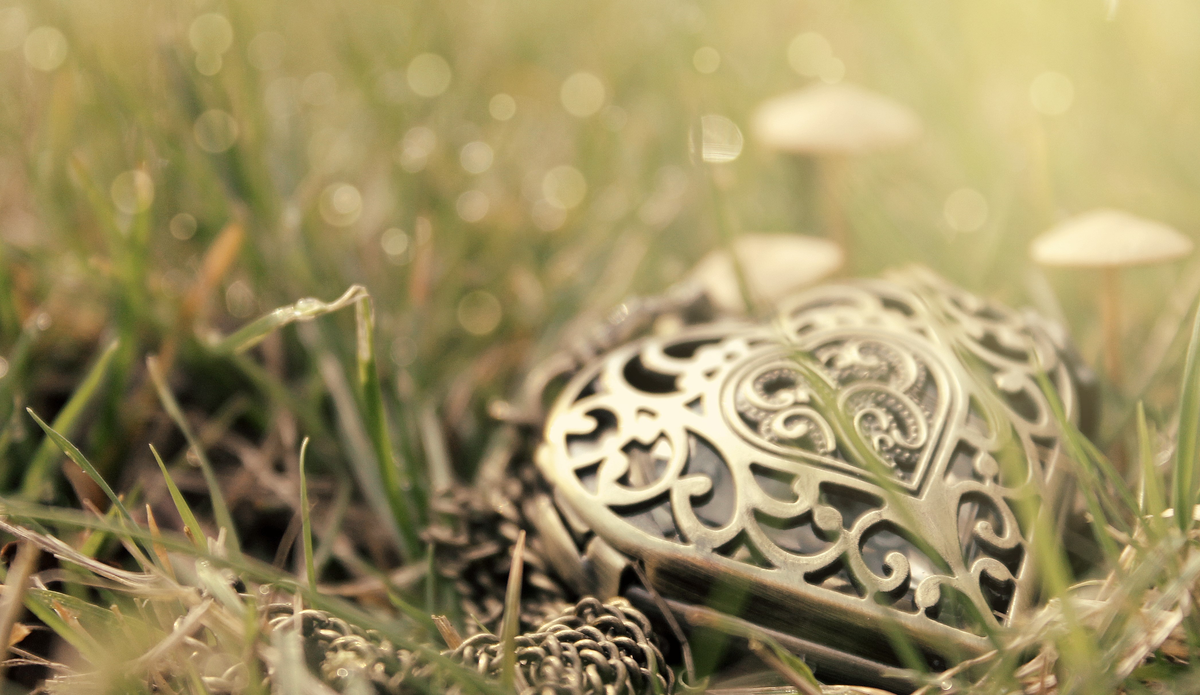 Heart-shaped locket on grass with mushrooms HD Wallpaper