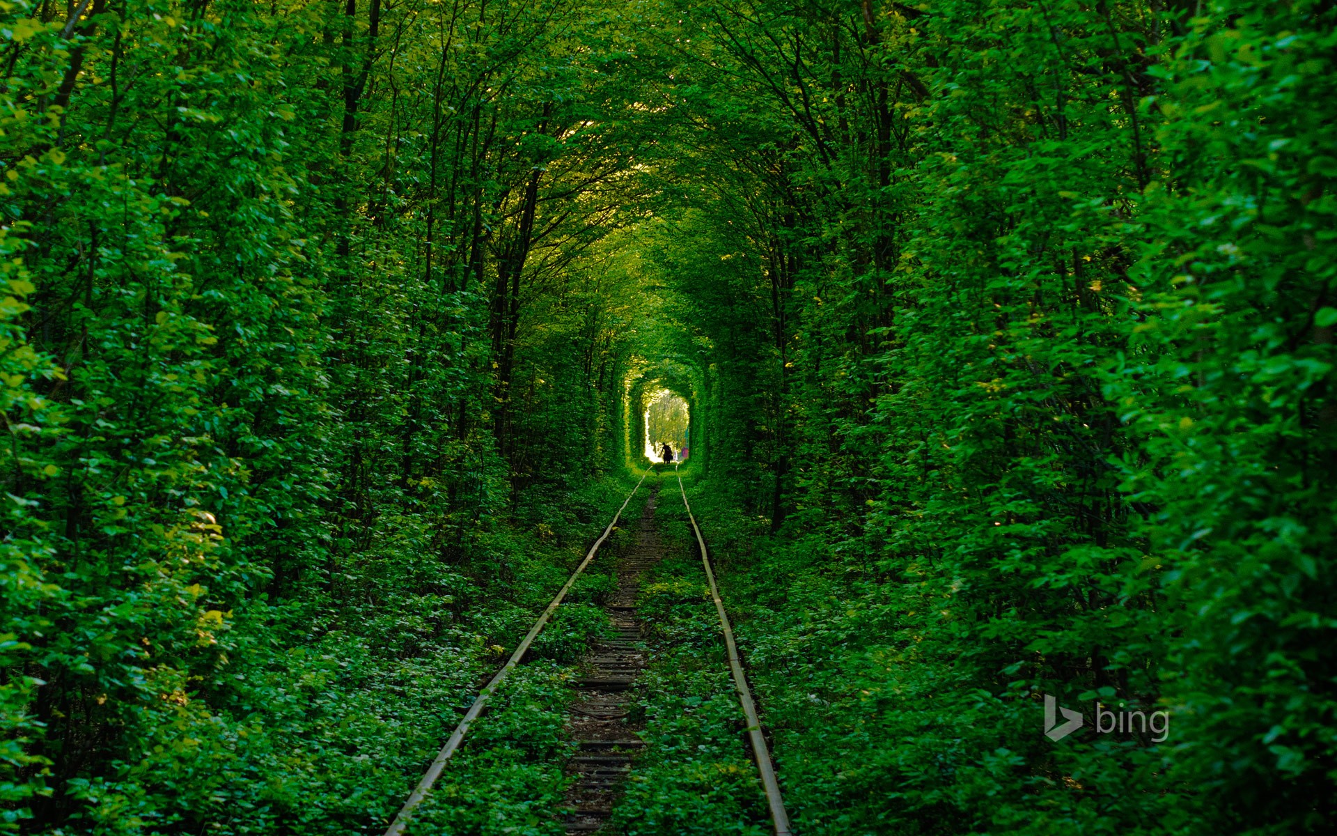 Tunnel of Love, Klevan, Ukraine HD Wallpaper