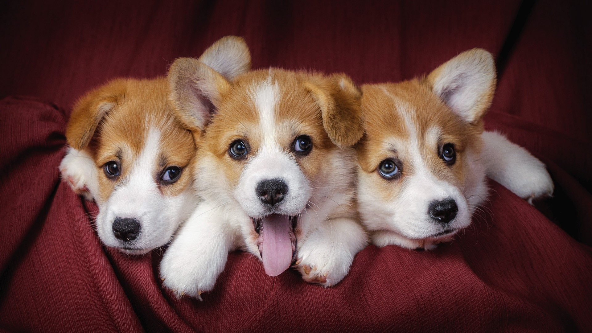 Three Welsh Corgi Puppies on a Red Cloth HD Wallpaper