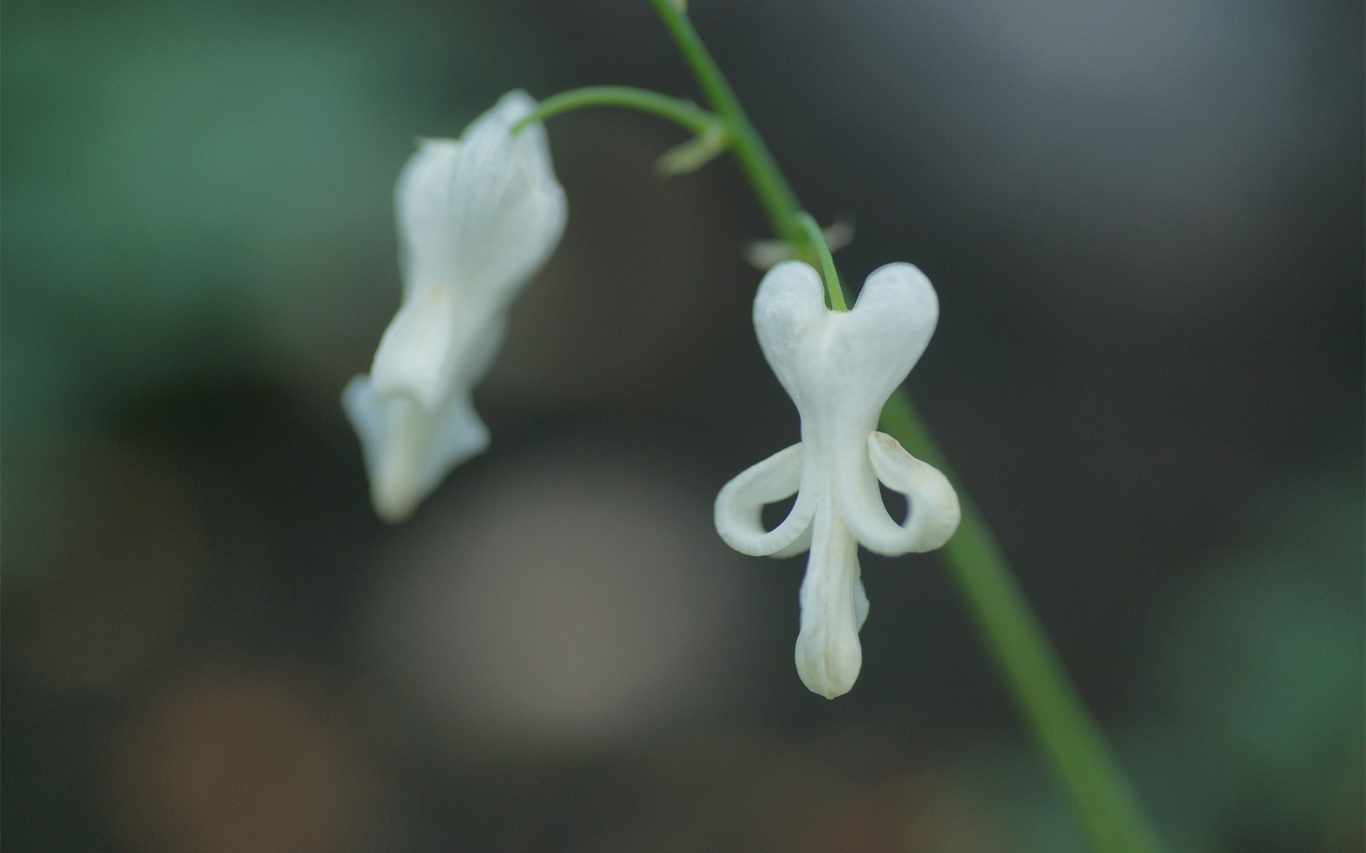 White Bleeding Heart flowers on a stem HD Wallpaper