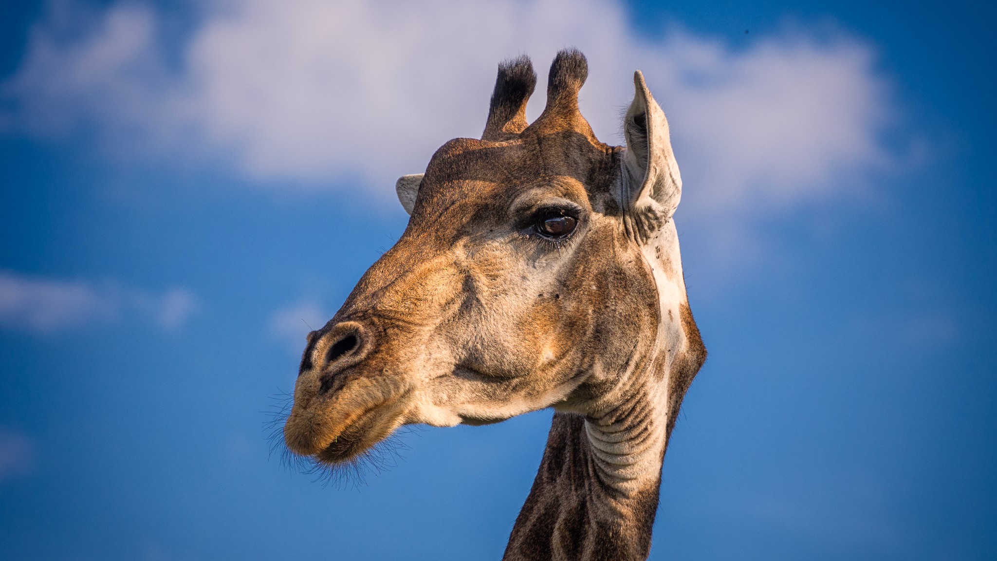 Close-up of a giraffe's head against a blue sky HD Wallpaper