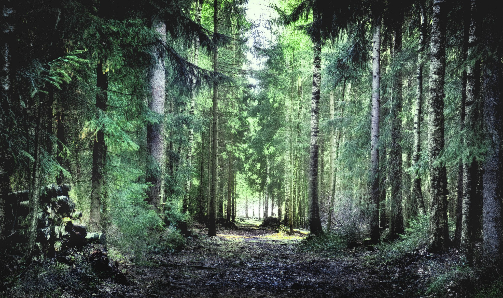 A path through a dense forest with tall trees HD Wallpaper