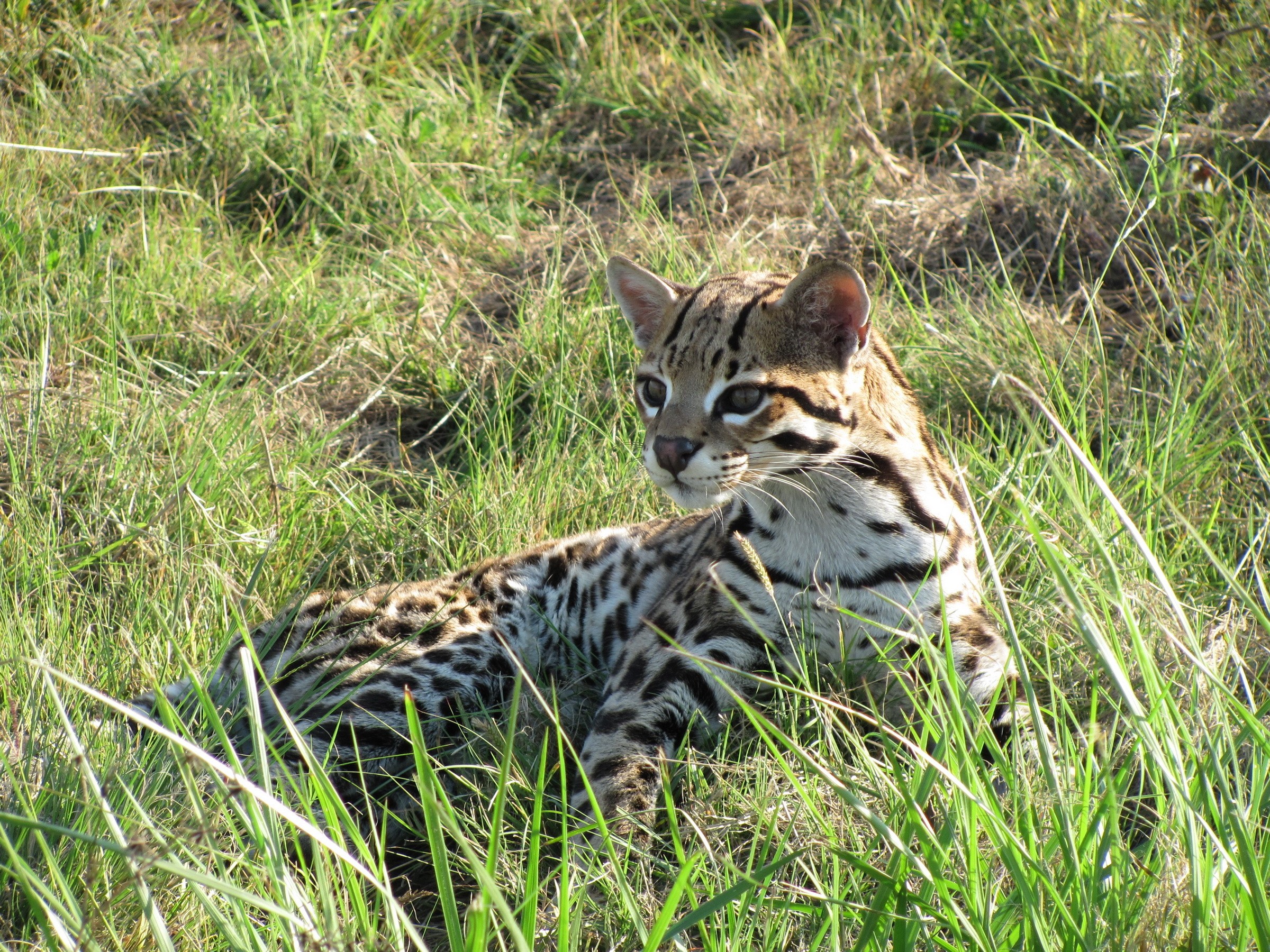 Ocelot resting in tall green grass HD Wallpaper
