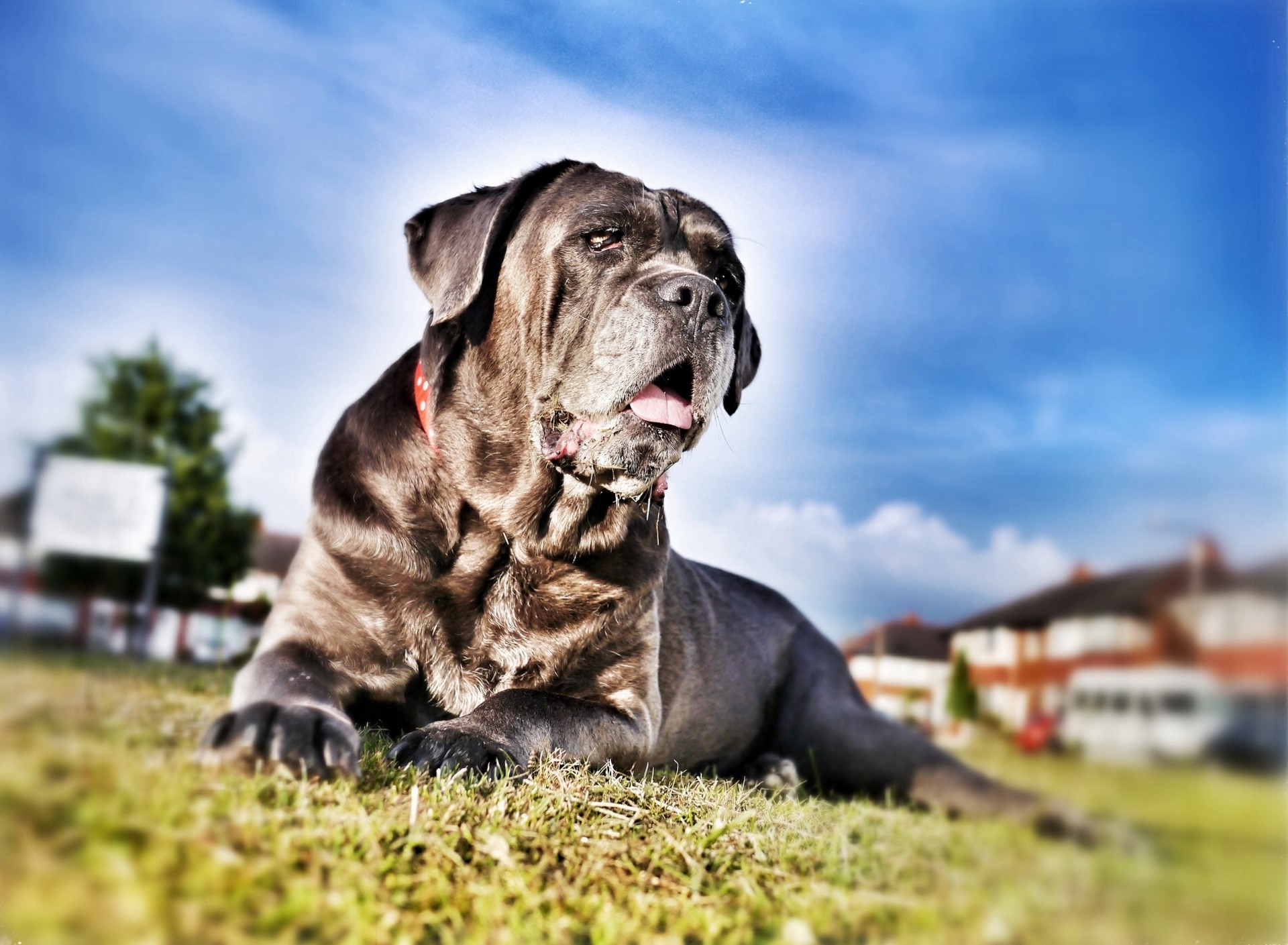 Cane Corso dog lying on grass under blue sky HD Wallpaper