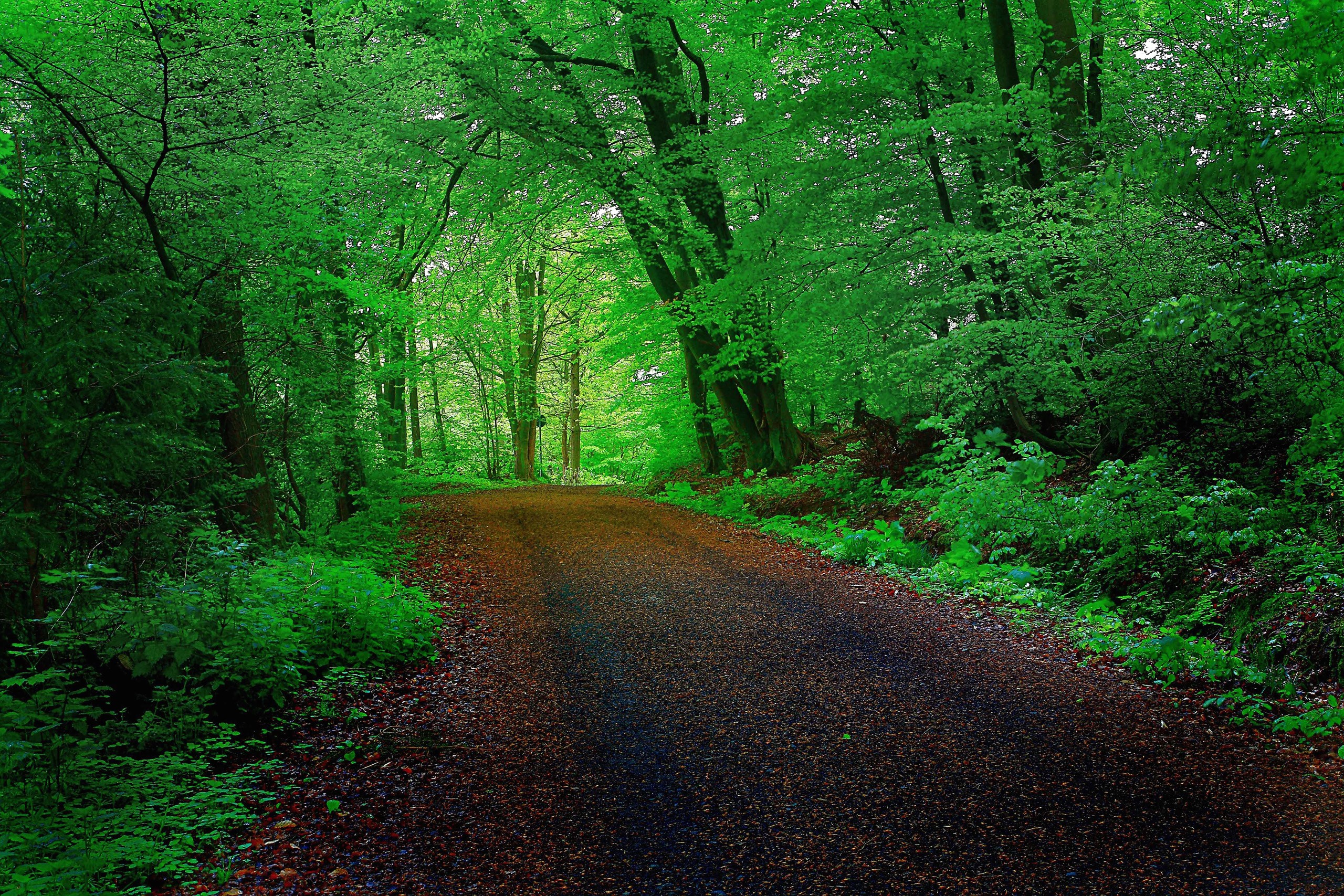 A dirt road winds through a vibrant green forest. HD Wallpaper