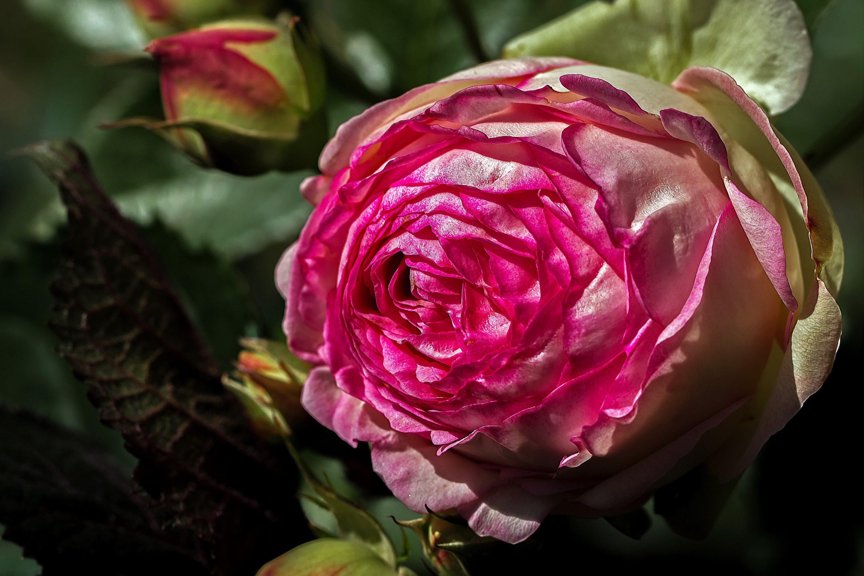 Close-up of a pink and white rose with buds HD Wallpaper