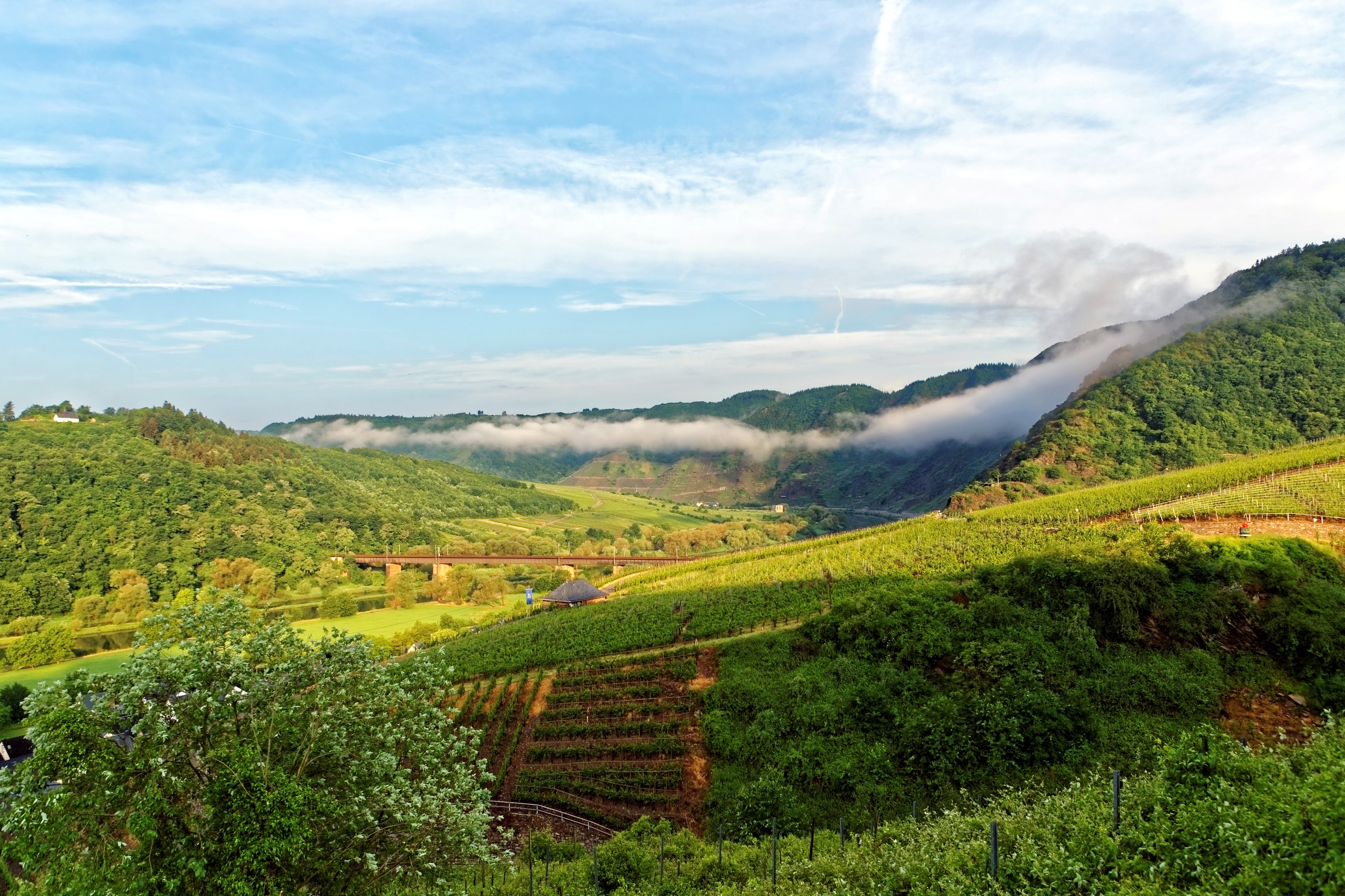 Vineyards and mountains in Germany HD Wallpaper