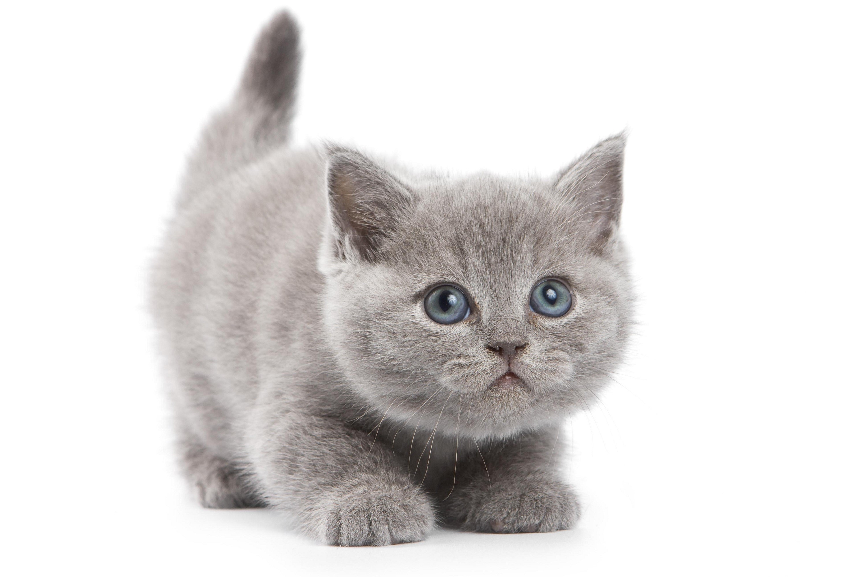 A fluffy grey kitten with blue eyes HD Wallpaper
