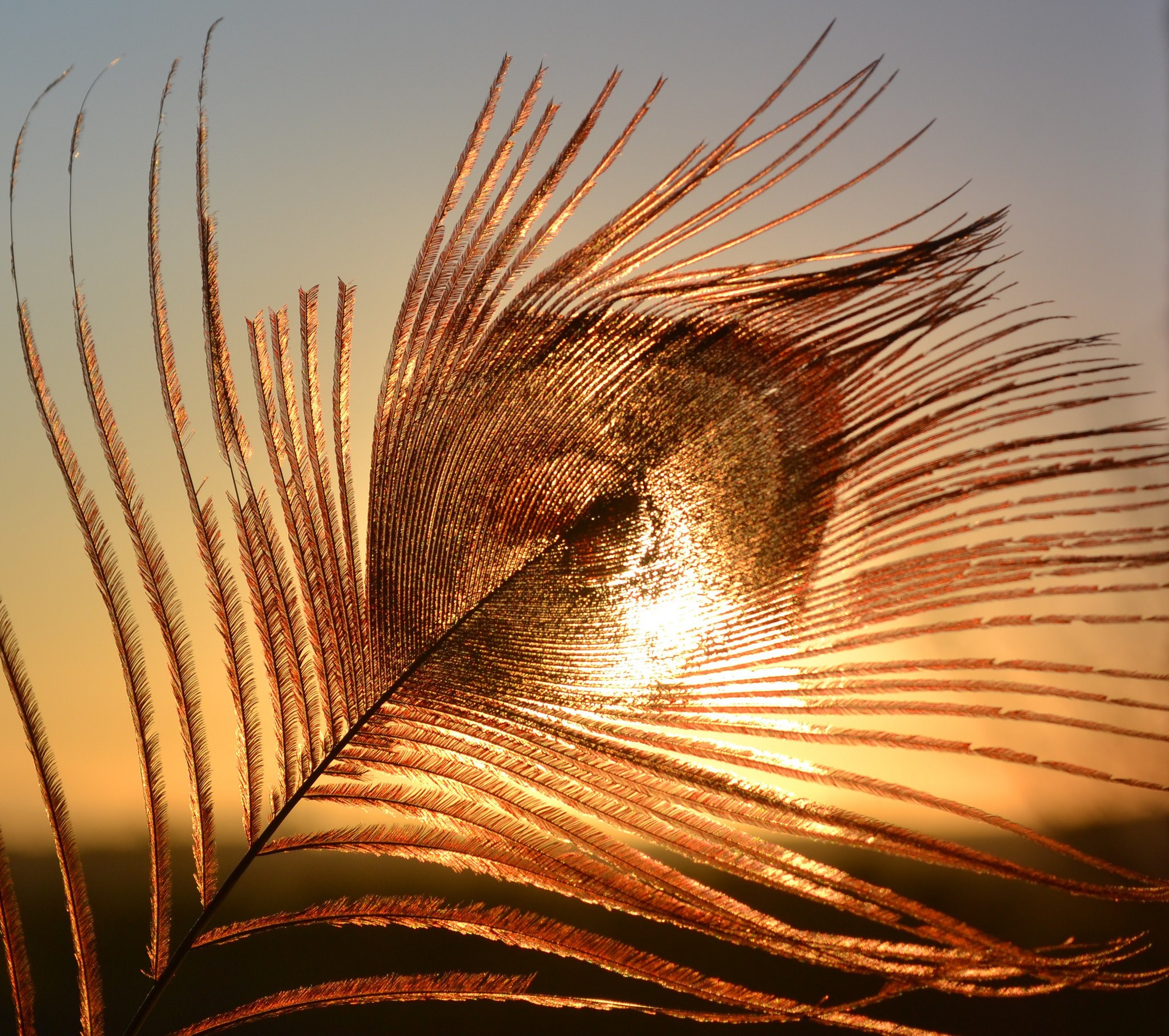 Close-up of a peacock feather at sunset HD Wallpaper