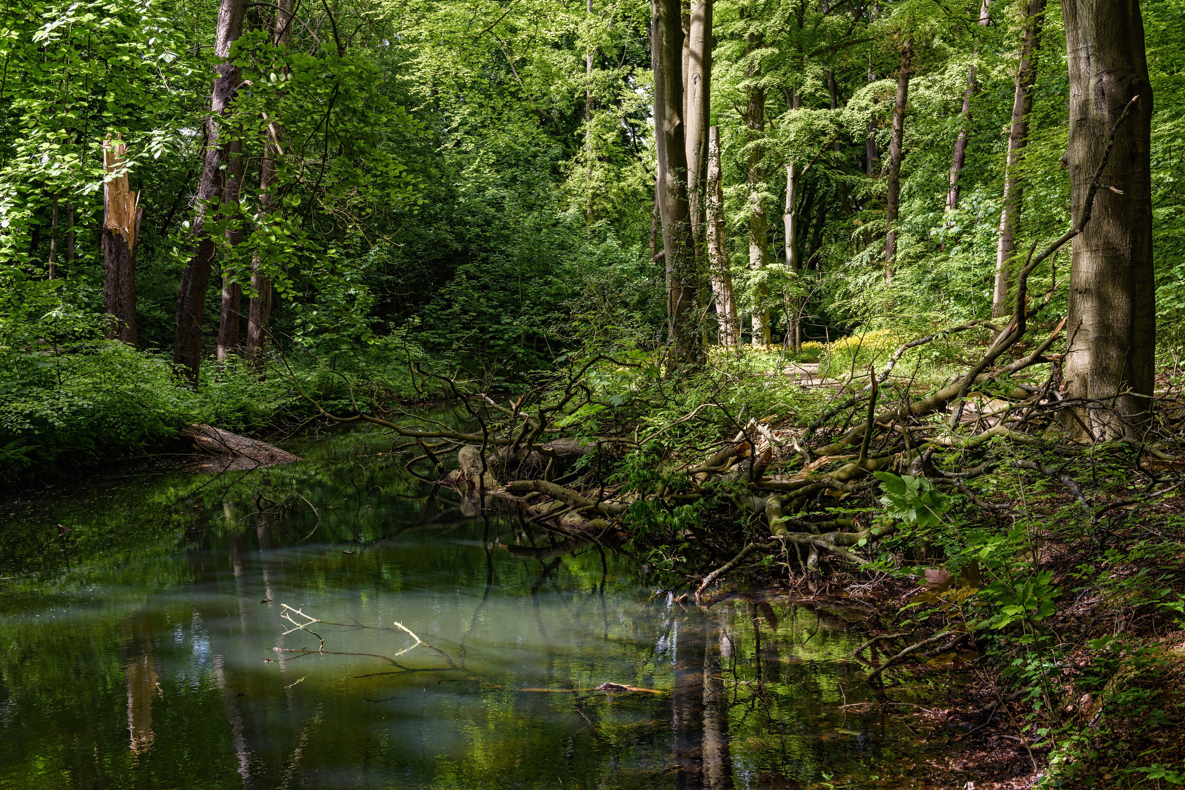 4K Elswout Forests Lake Trees HD Wallpaper