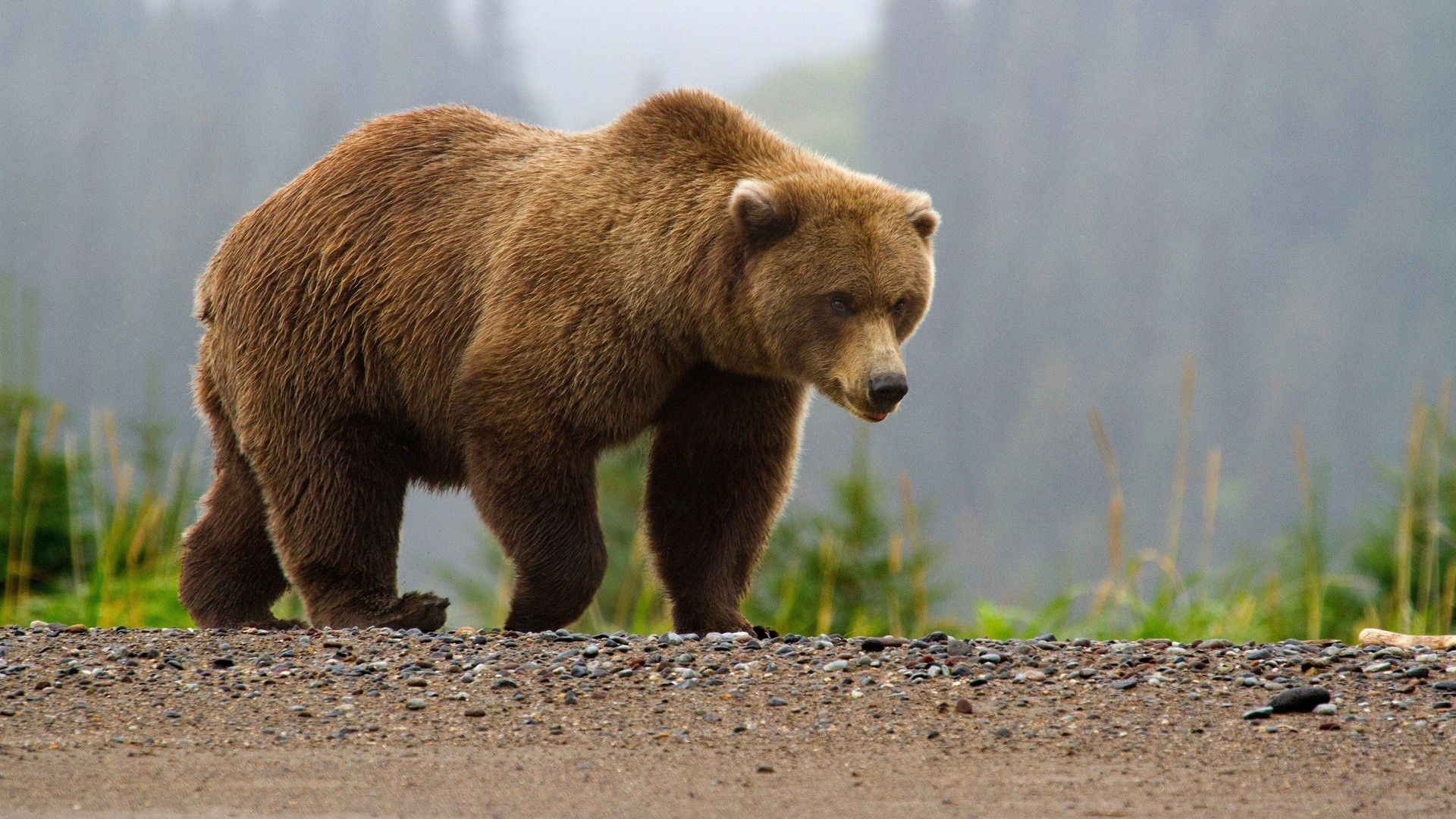 A brown bear walks on a gravel path HD Wallpaper