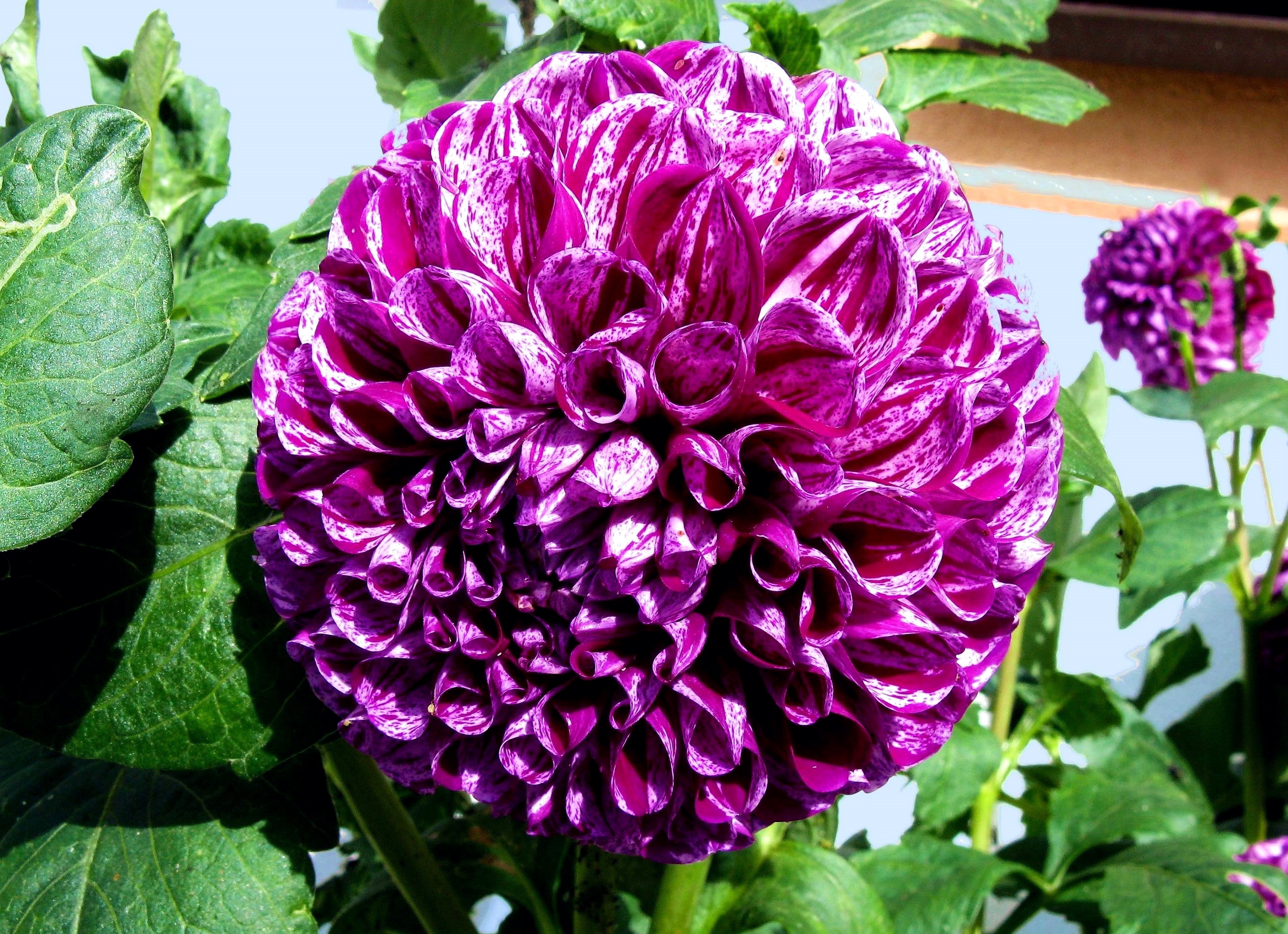Purple and white striped dahlias in bloom HD Wallpaper