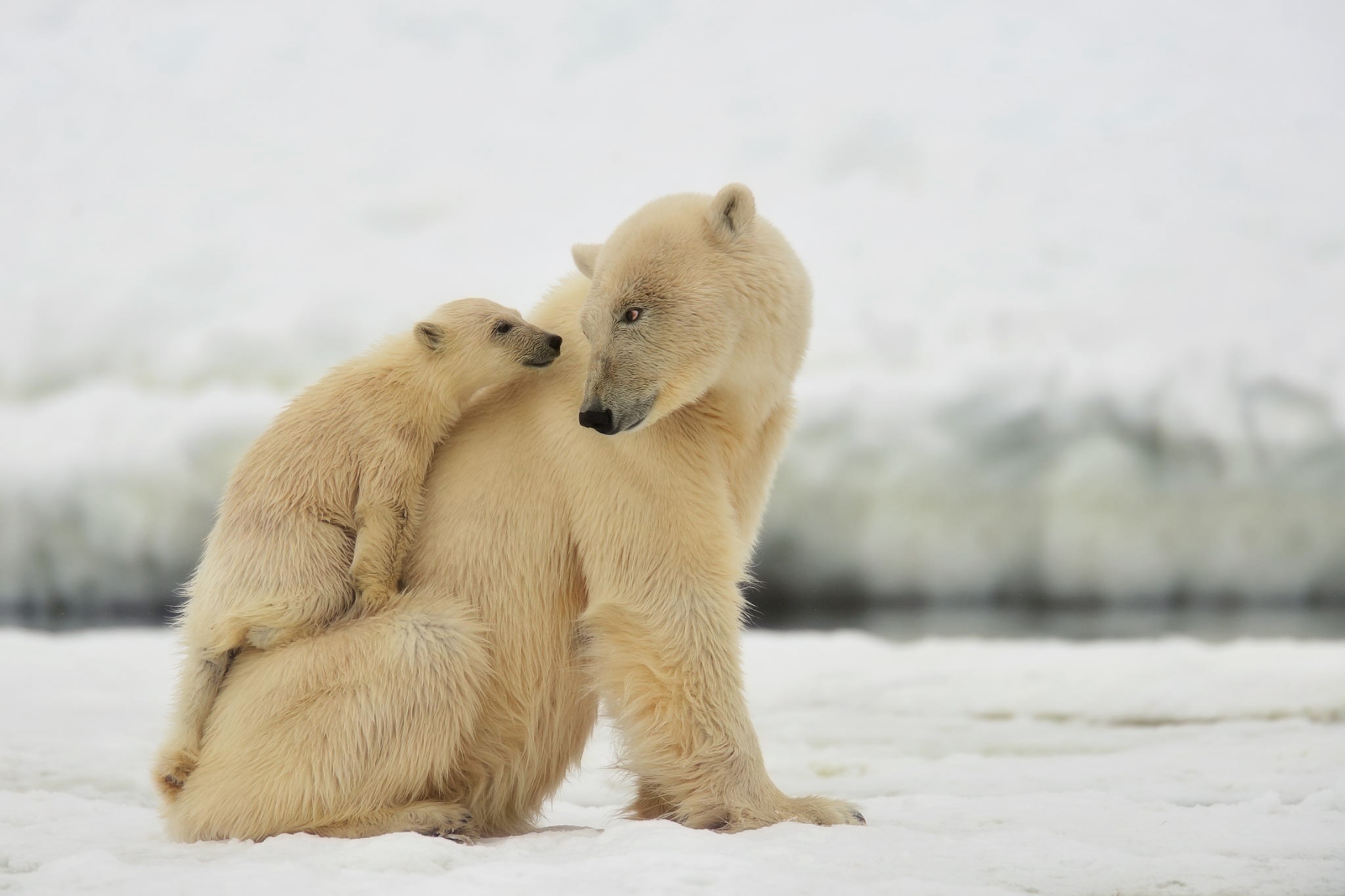 Polar bear with cub on snow HD Wallpaper
