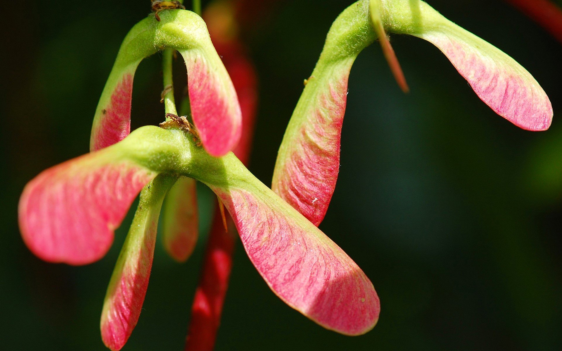 Close-up of red and green maple seeds HD Wallpaper