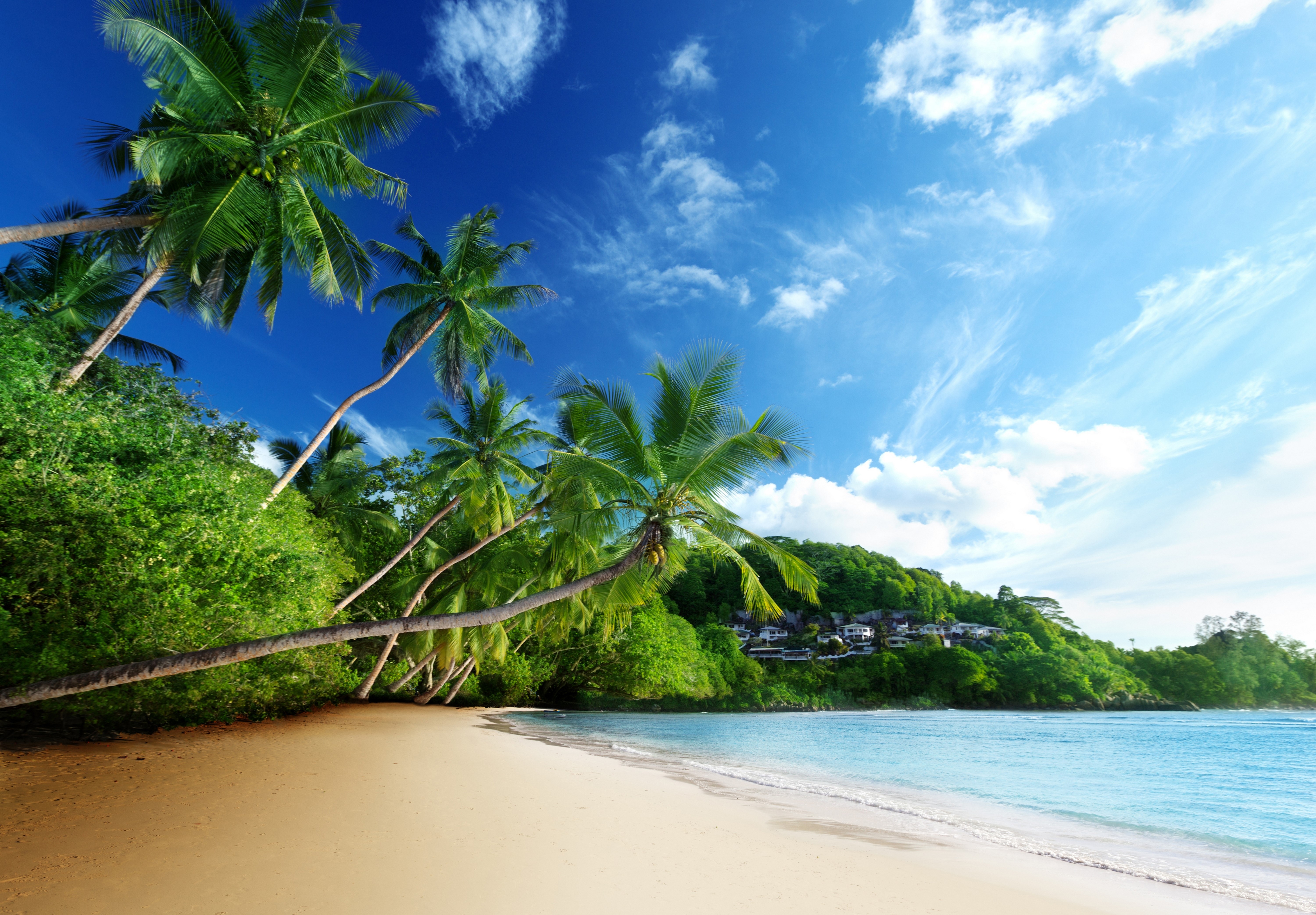 Tropical beach with palm trees and blue sky HD Wallpaper
