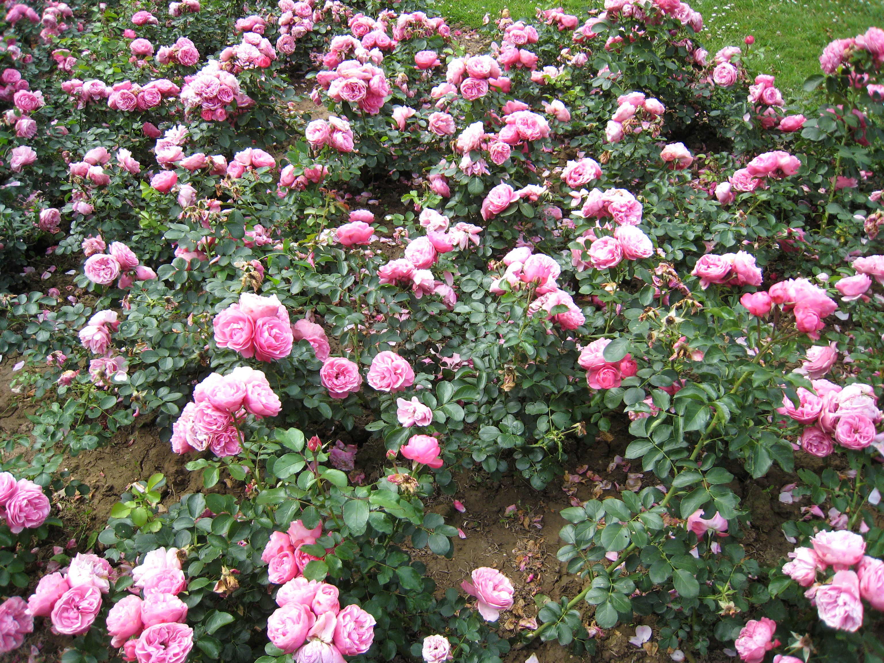 A field of blooming pink roses HD Wallpaper
