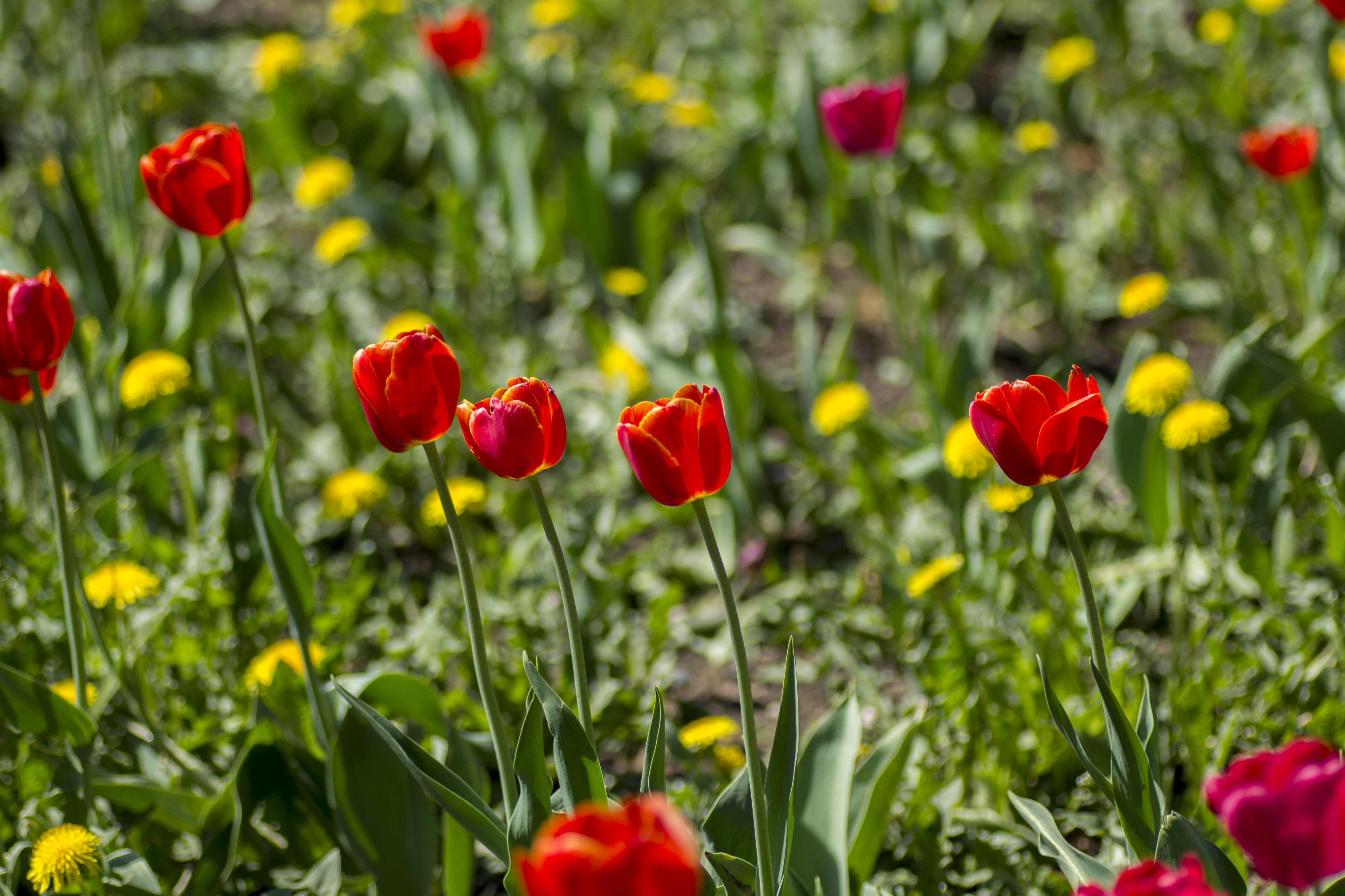 Red and pink tulips in a field HD Wallpaper