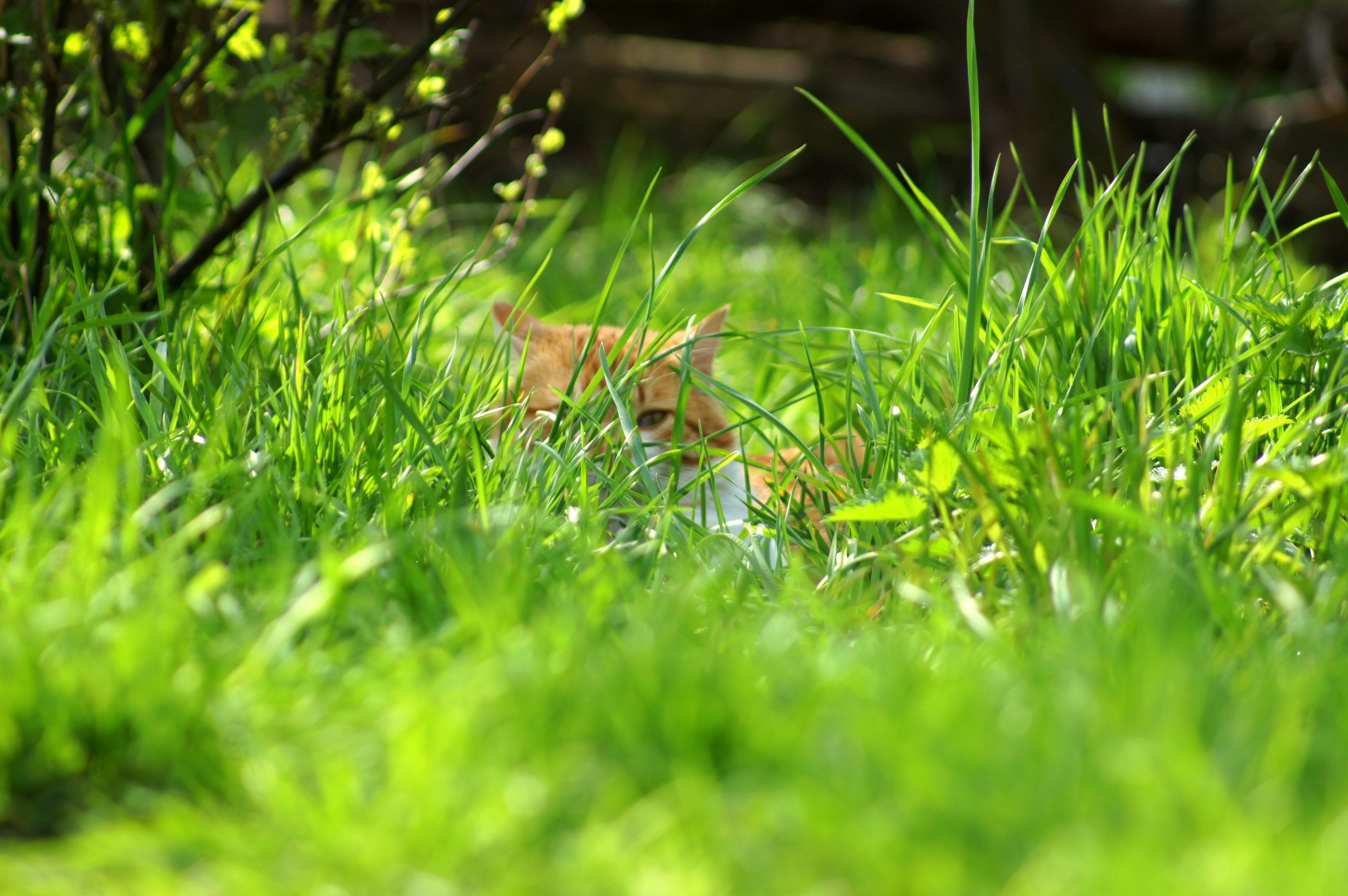 Orange cat hiding in green grass HD Wallpaper