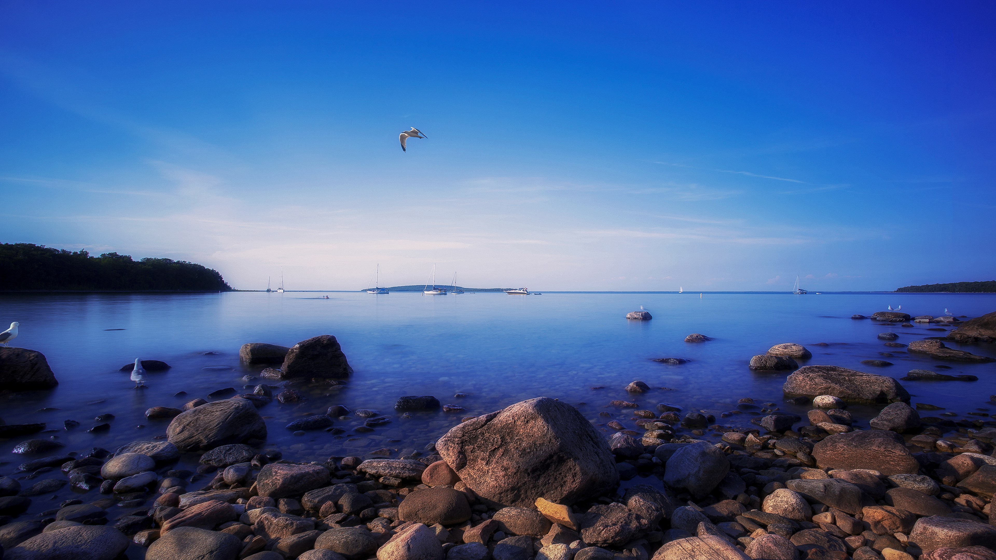 Seagull flying over a rocky shore with sailboats in the distance HD Wallpaper