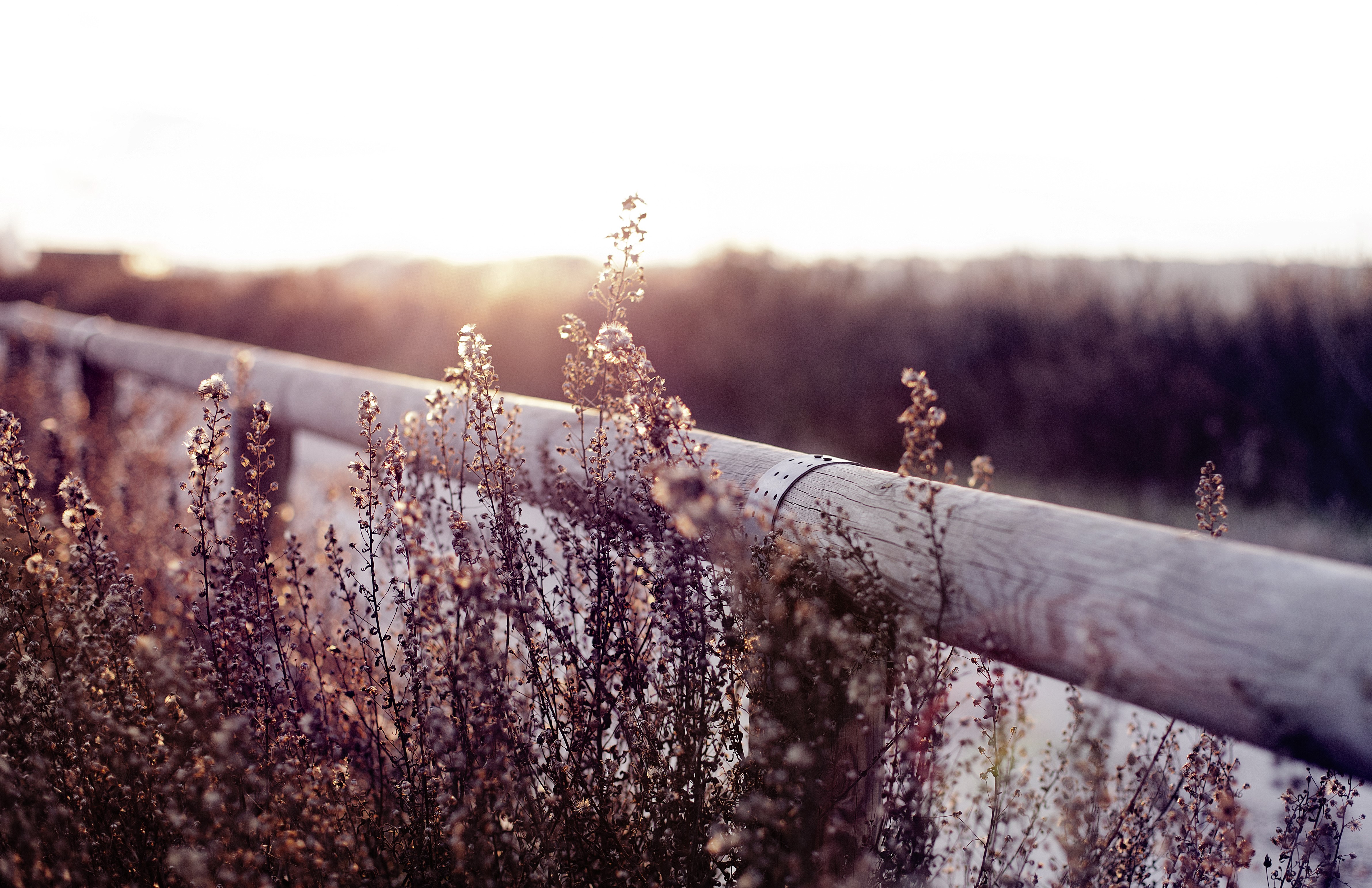 Dry grass by a wooden fence at sunset HD Wallpaper