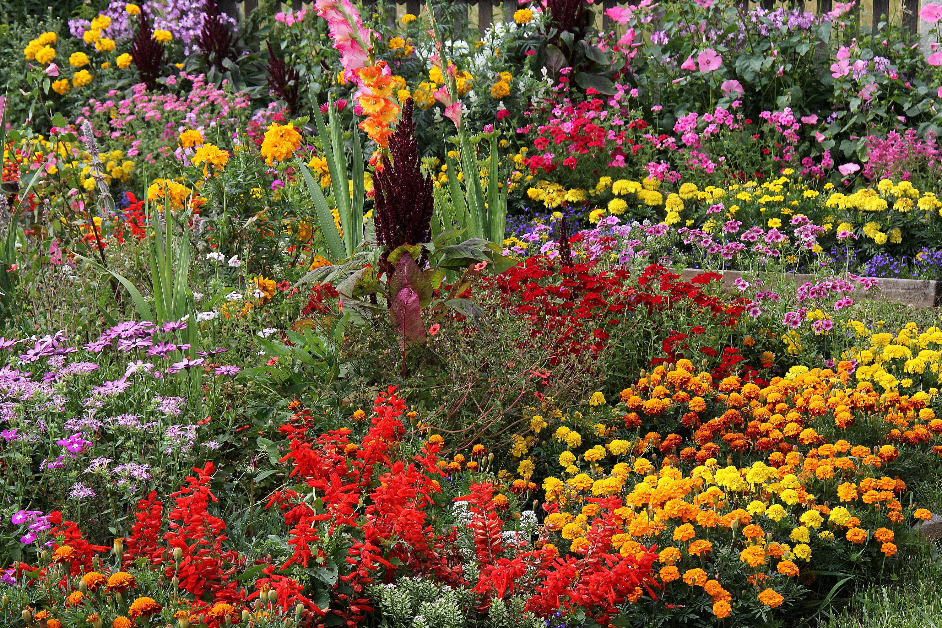 A vibrant garden filled with colorful flowers HD Wallpaper