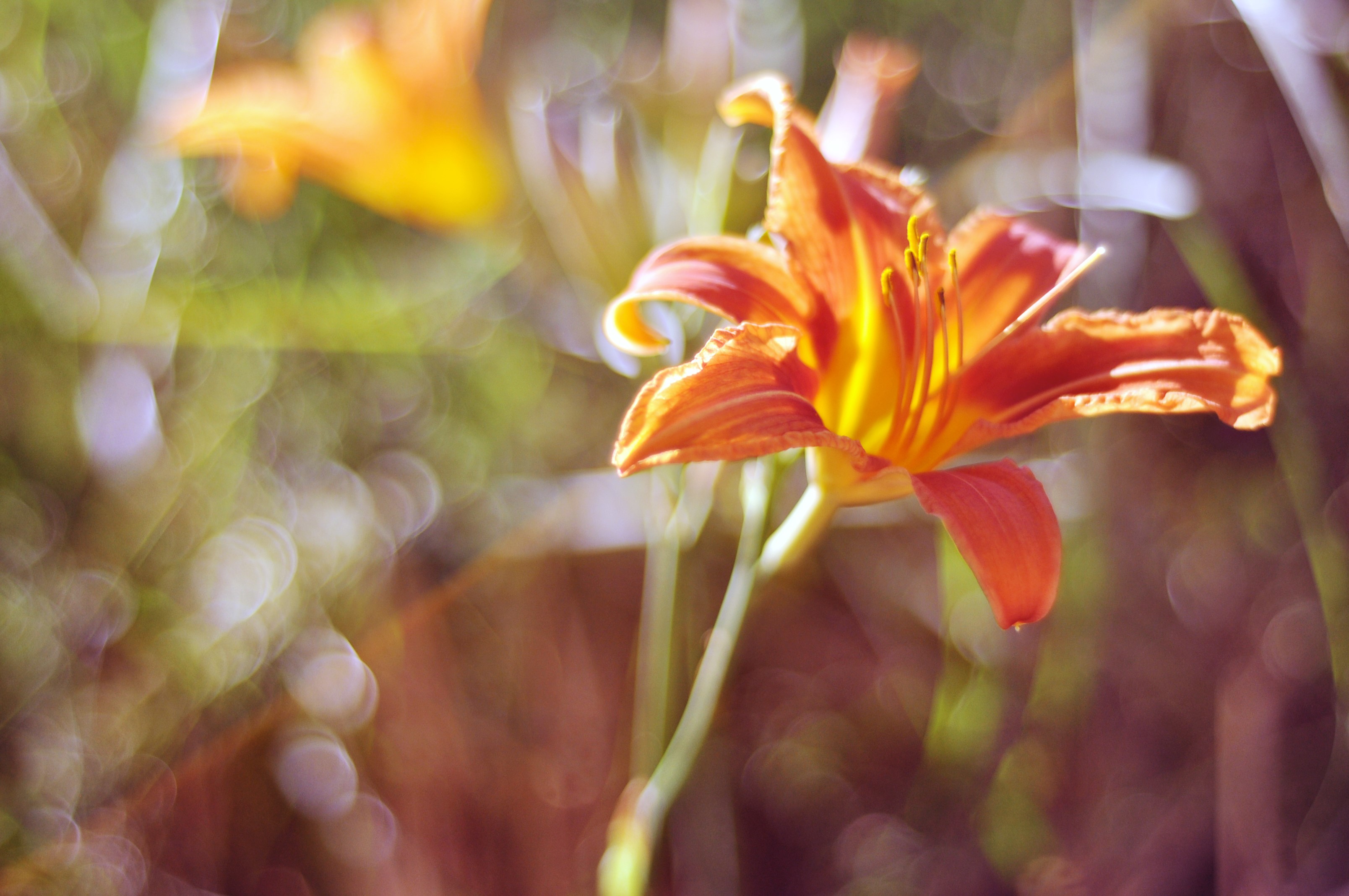 Orange Lily flower in bloom HD Wallpaper
