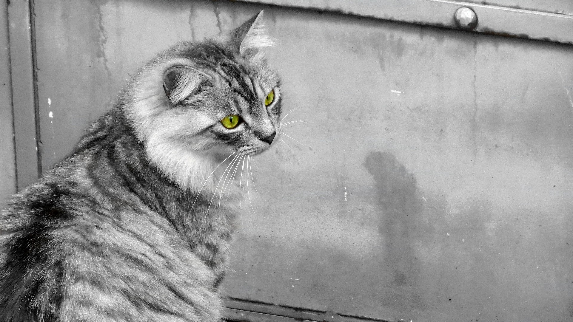 Cat with bright green eyes looking to the side HD Wallpaper