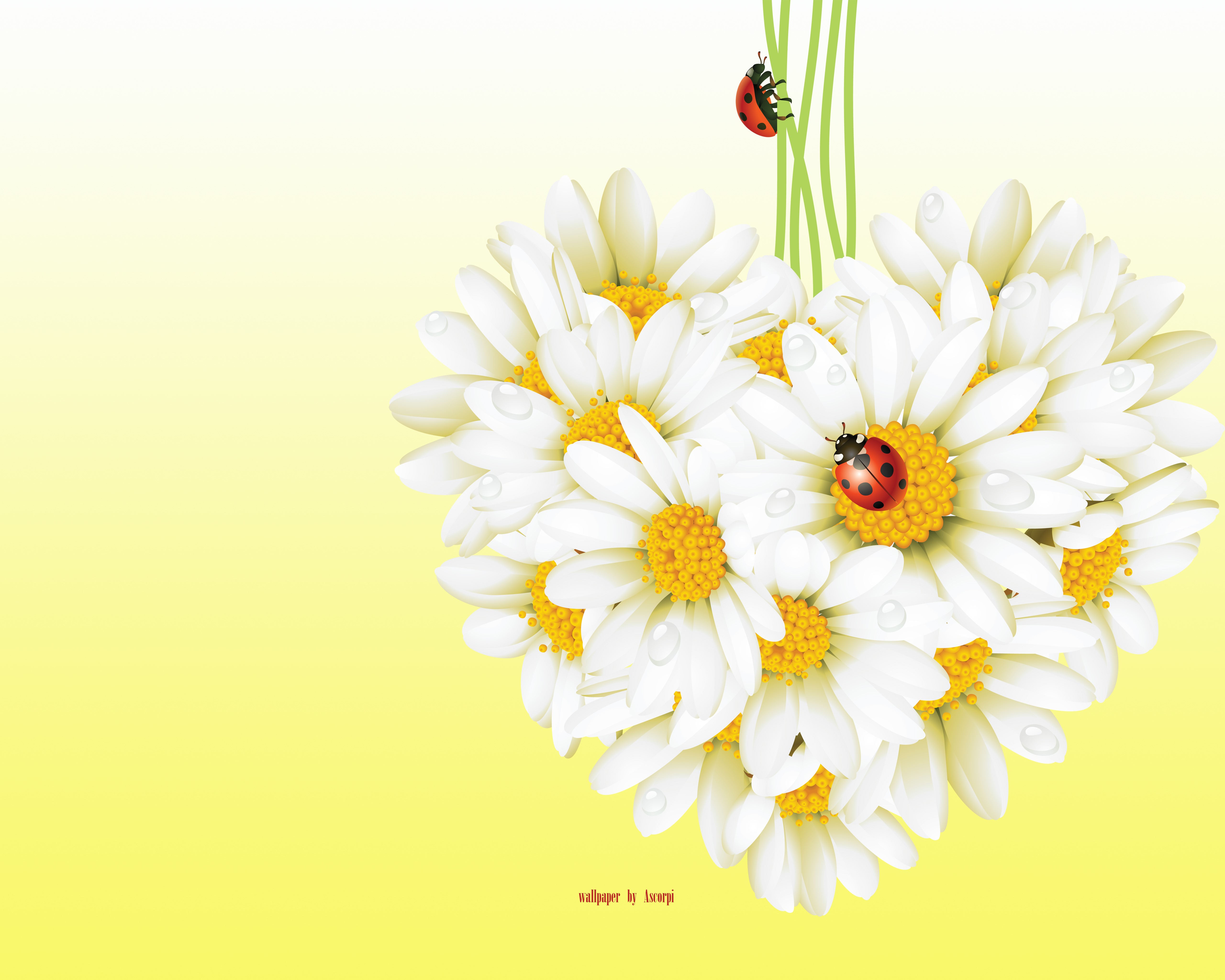 4K Heart-Shaped Camomiles with Ladybugs HD Wallpaper