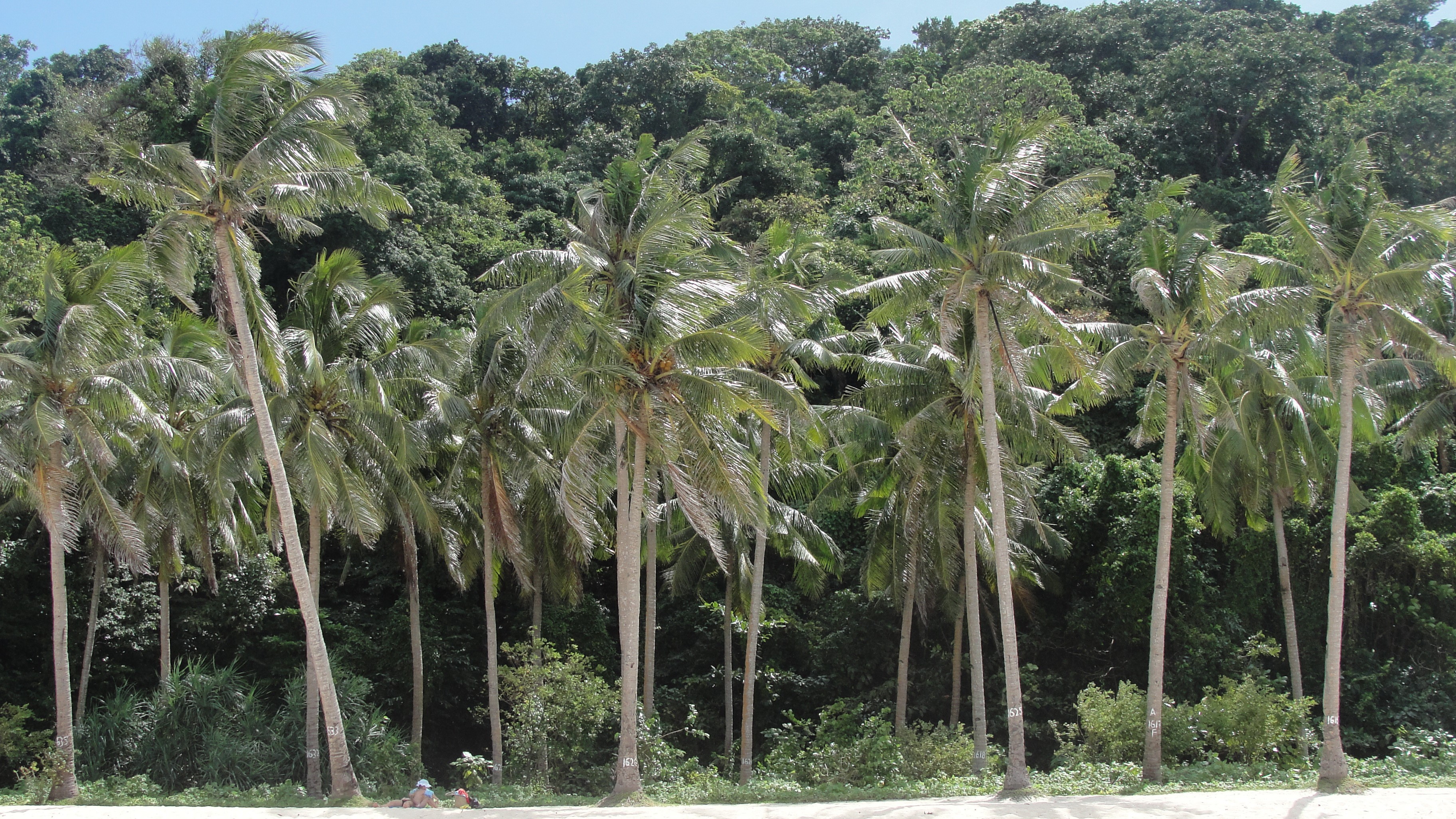 Palm trees on a tropical beach in the Philippines HD Wallpaper