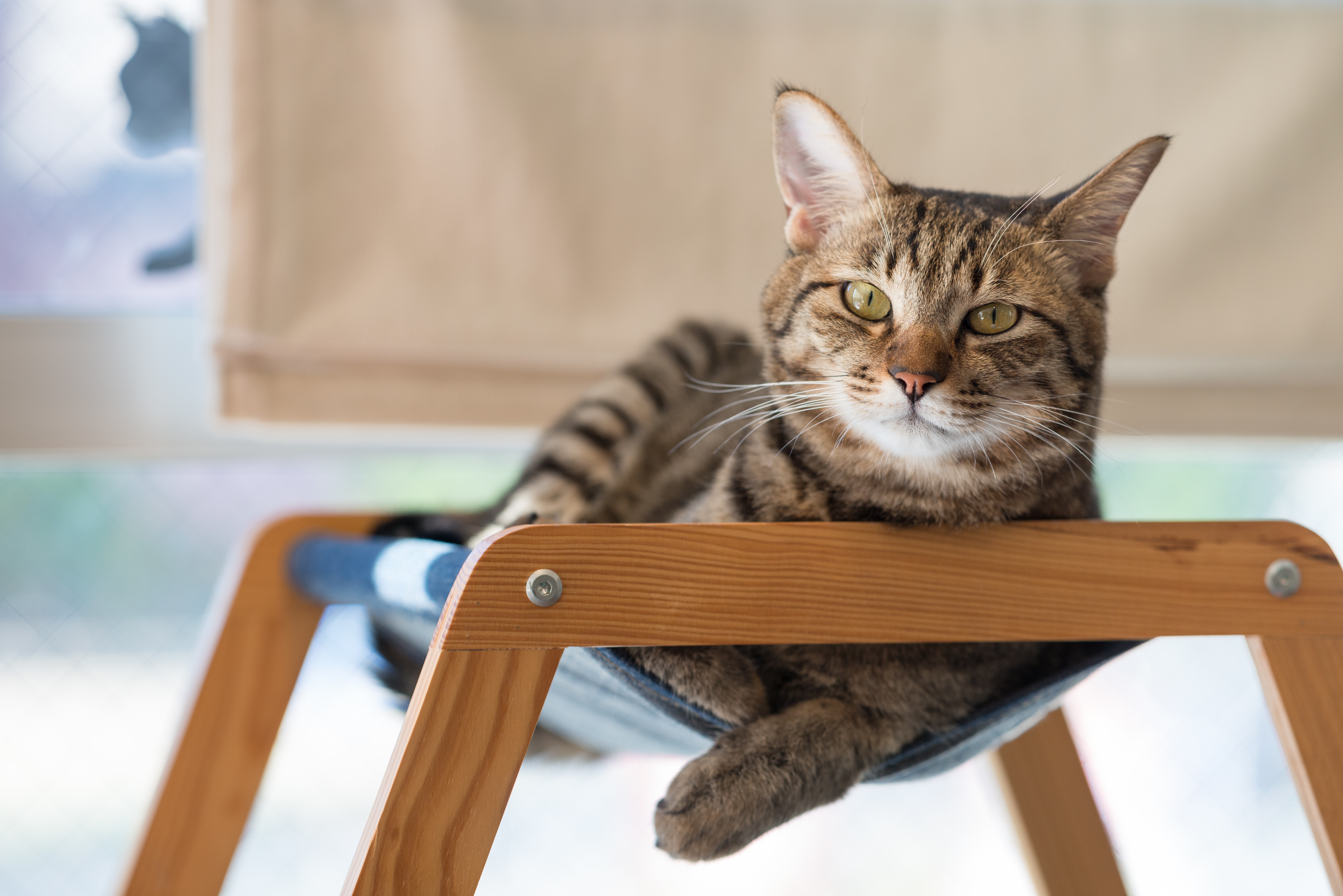 Tabby Cat Resting on a Hammock HD Wallpaper
