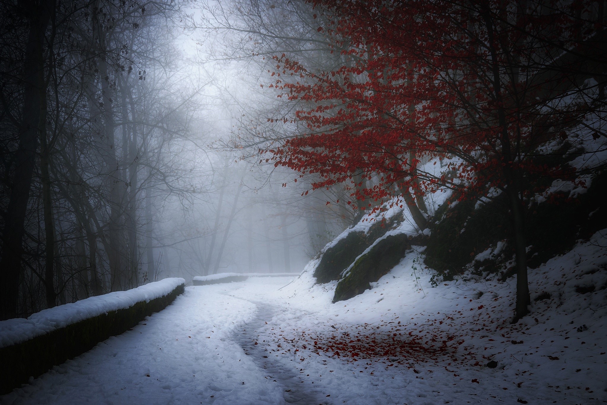 Winter forest path with red leaves and snow HD Wallpaper