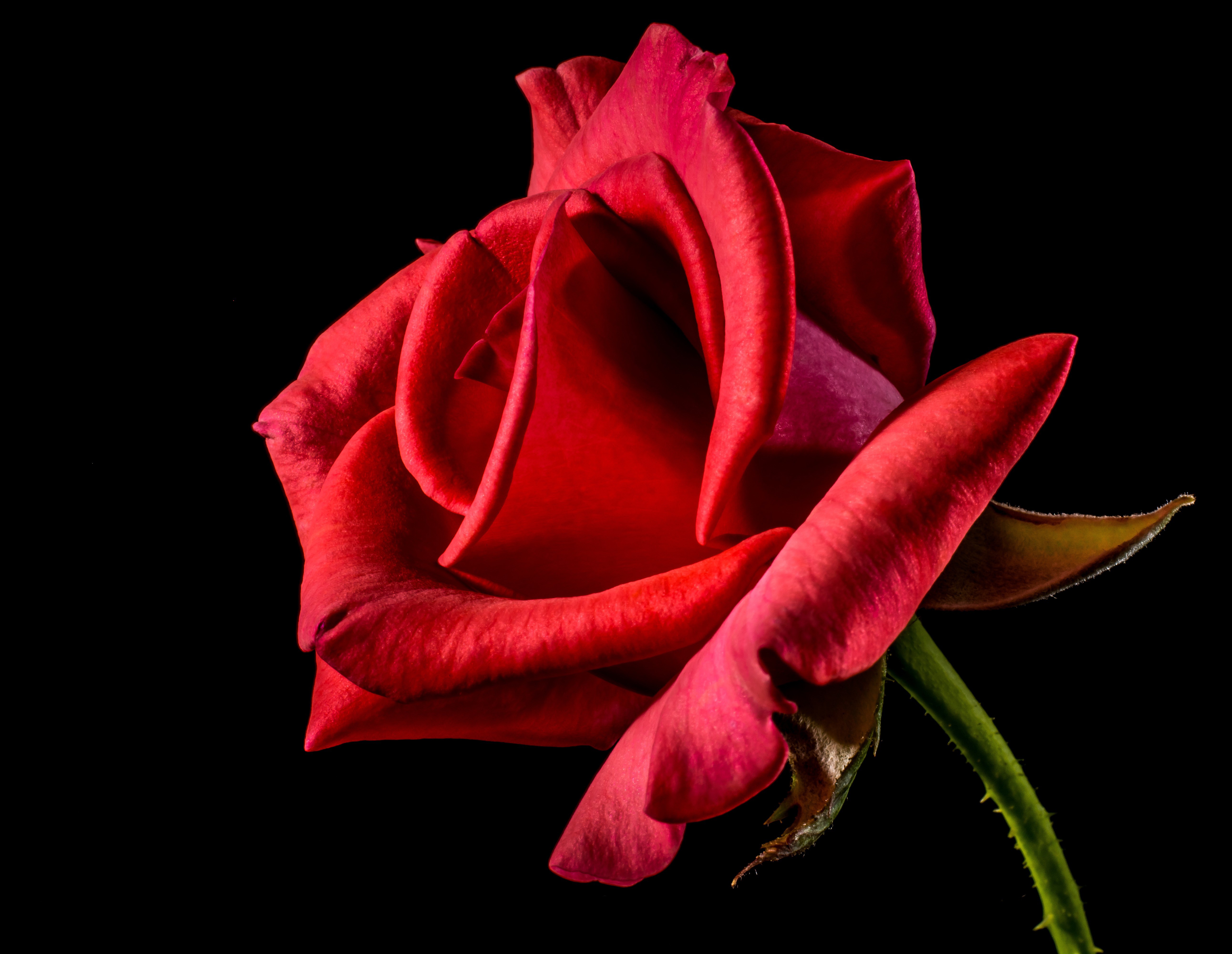 Red Rose Closeup HD Wallpaper