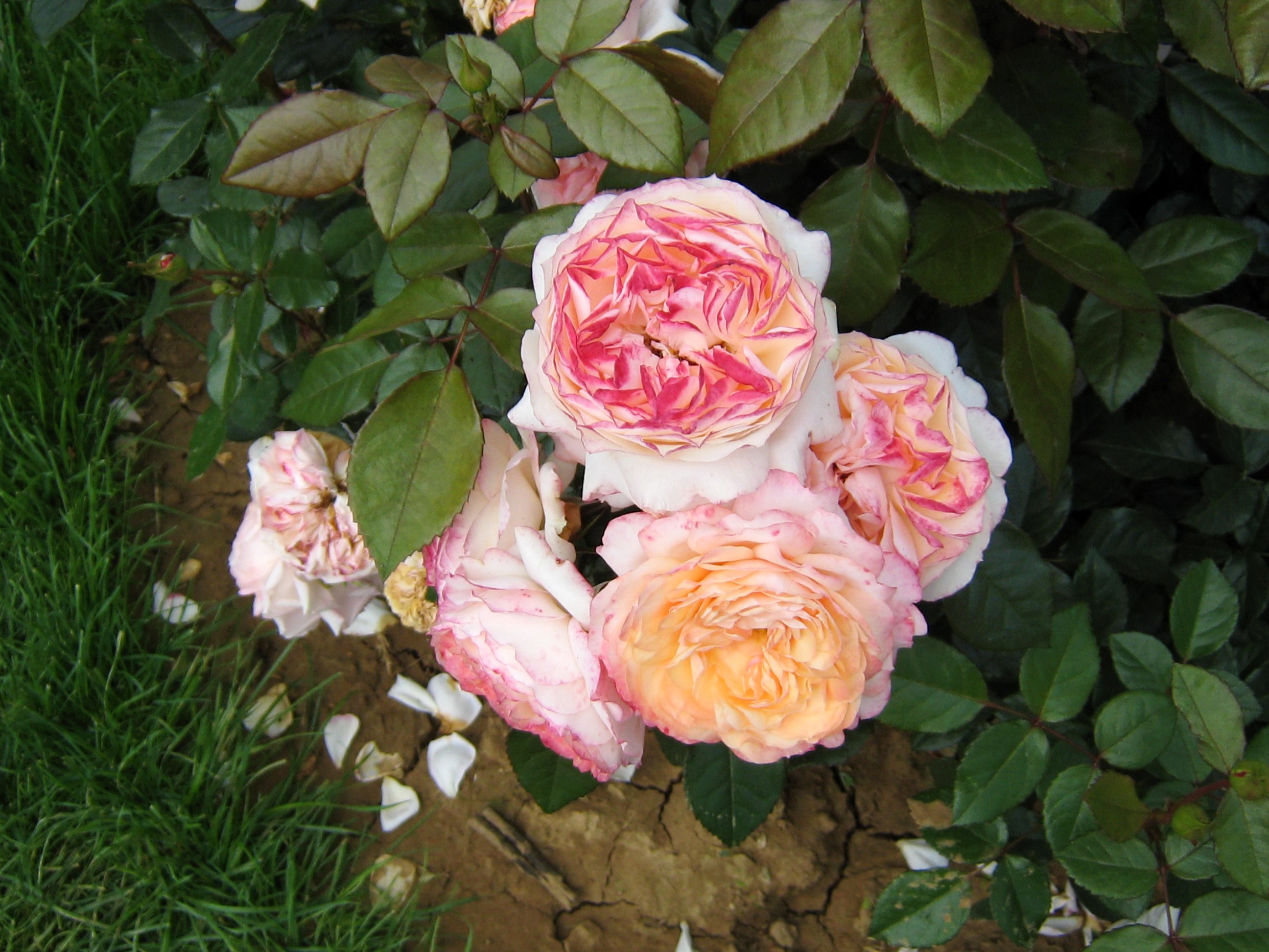 Close-up of pink and orange roses HD Wallpaper