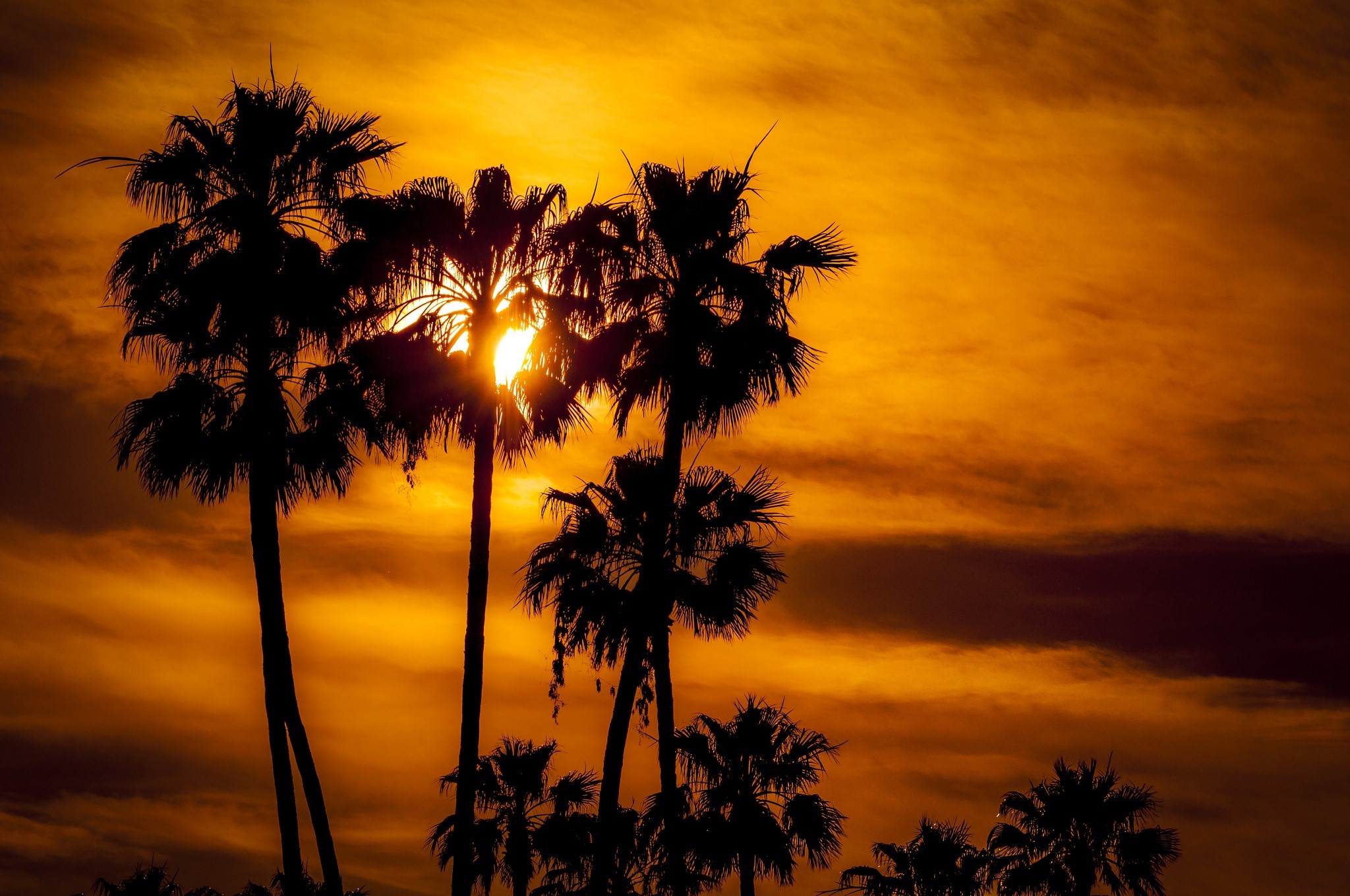 Palm trees silhouetted against a vibrant sunset sky HD Wallpaper