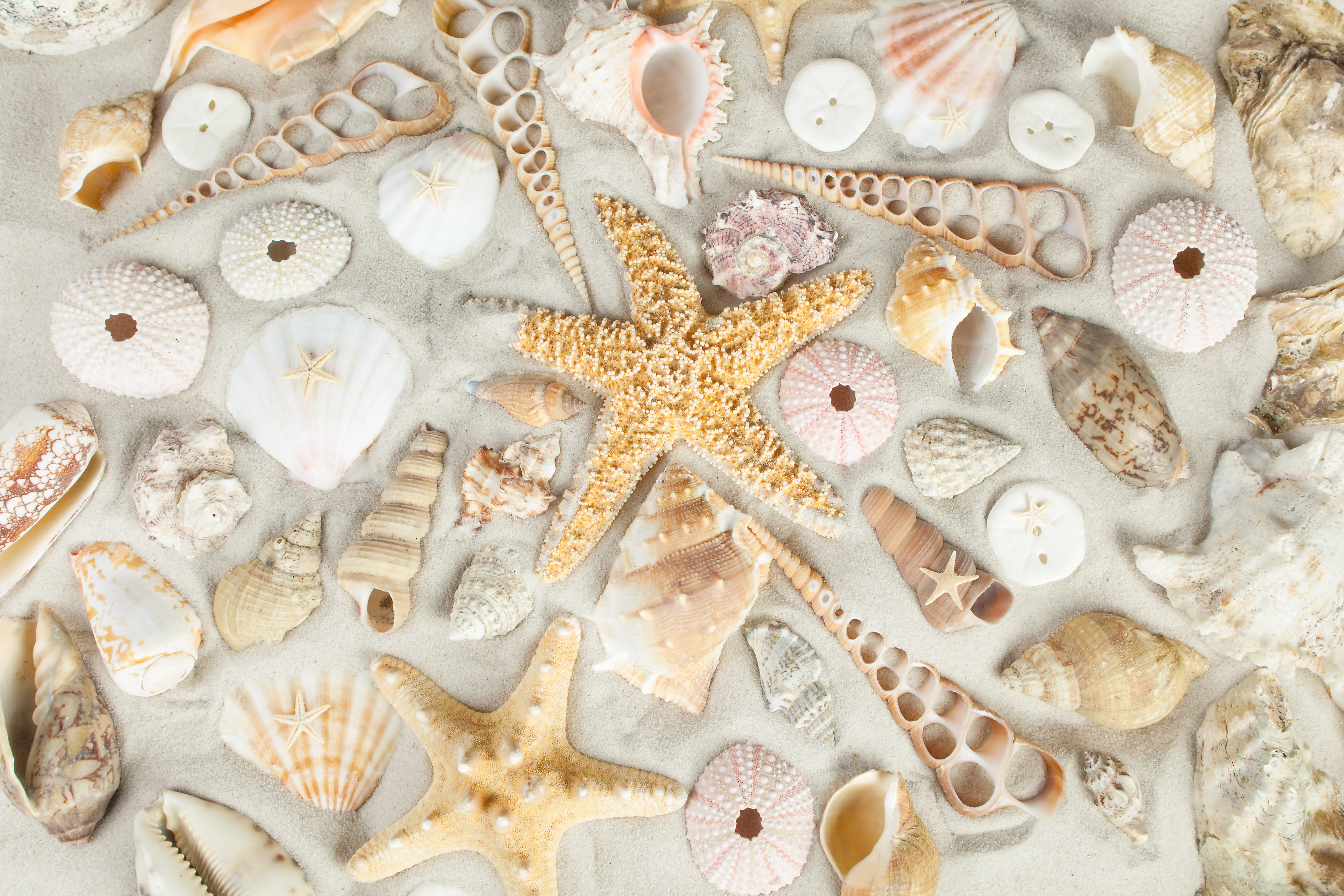 Shells and Starfish on Sand HD Wallpaper