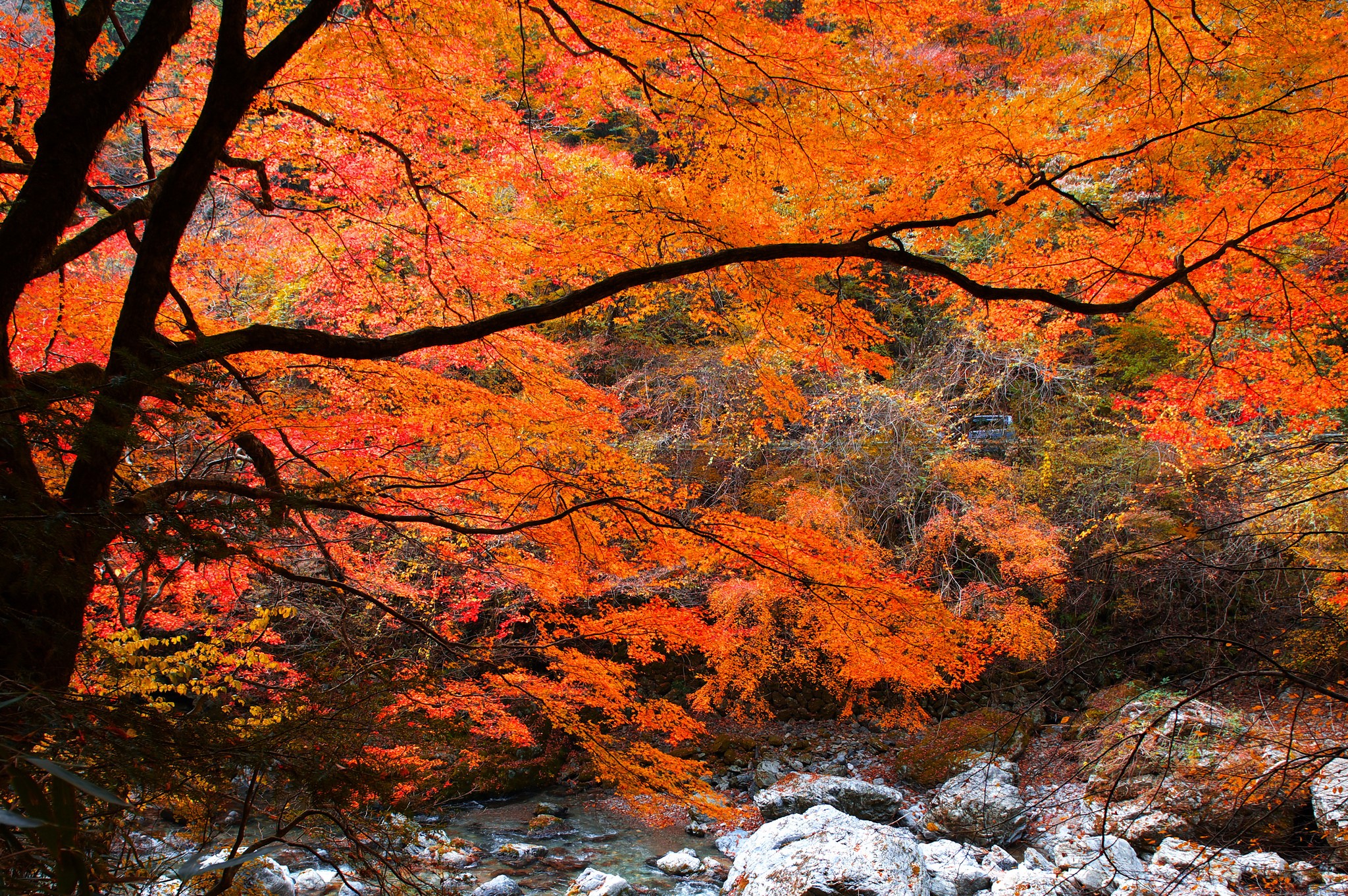 Autumn foliage over a rocky riverbed HD Wallpaper